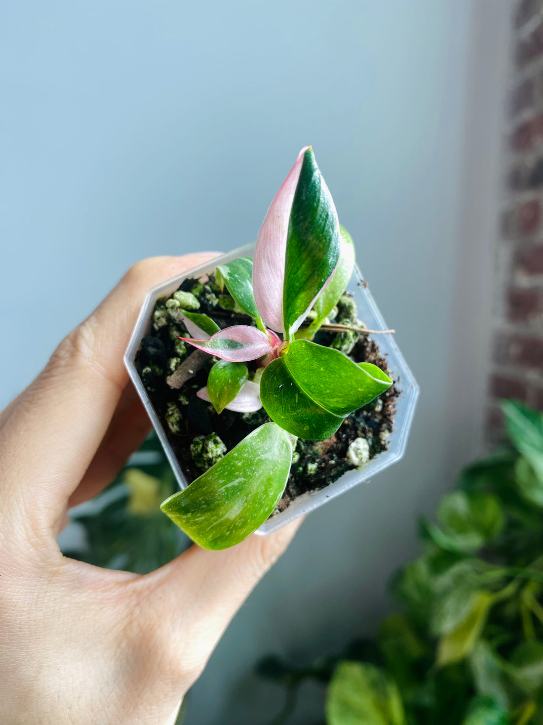 Philodendron White Princess (Pink Var. ) 