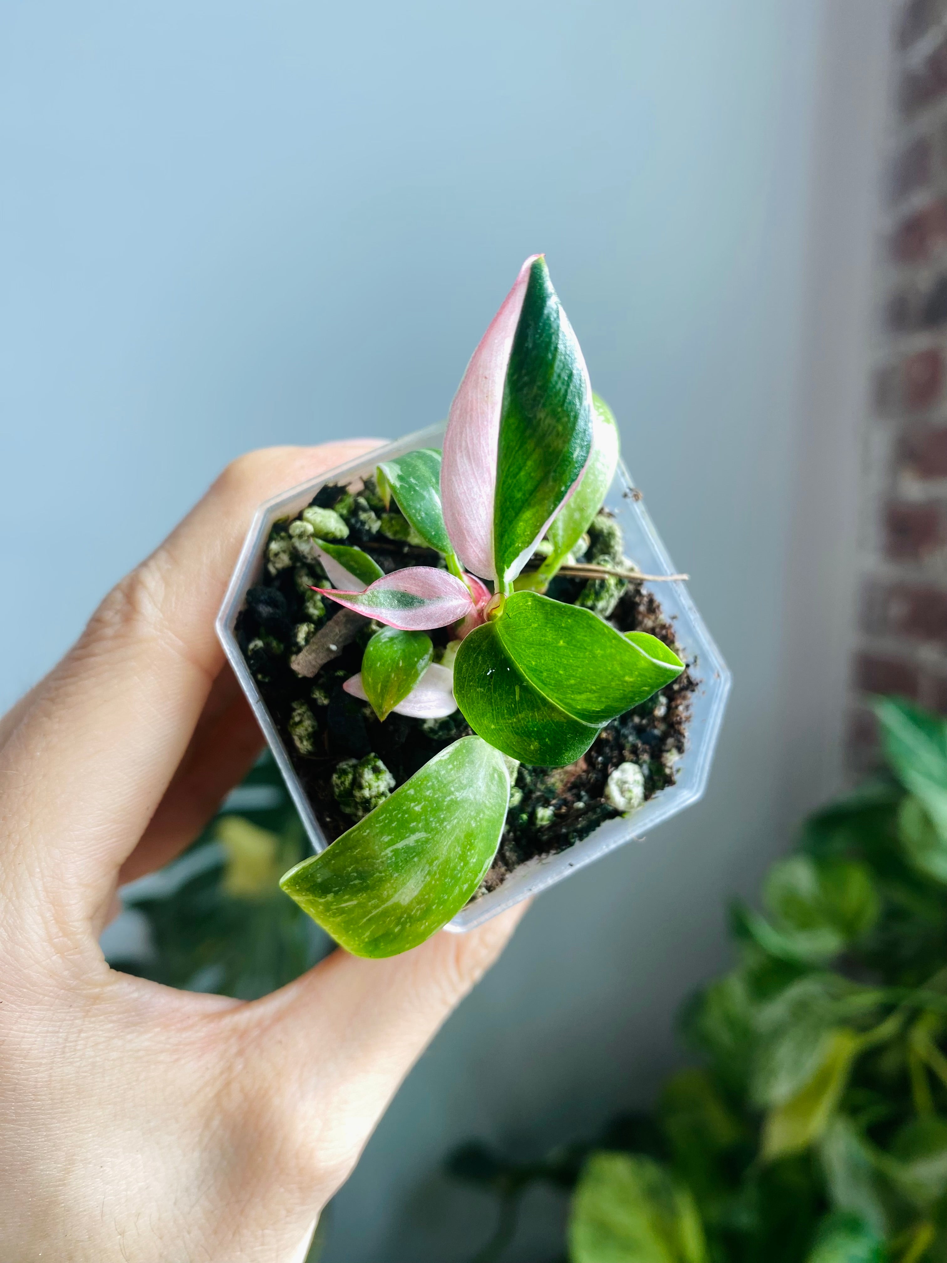 Philodendron White Princess (Pink Var. ) 