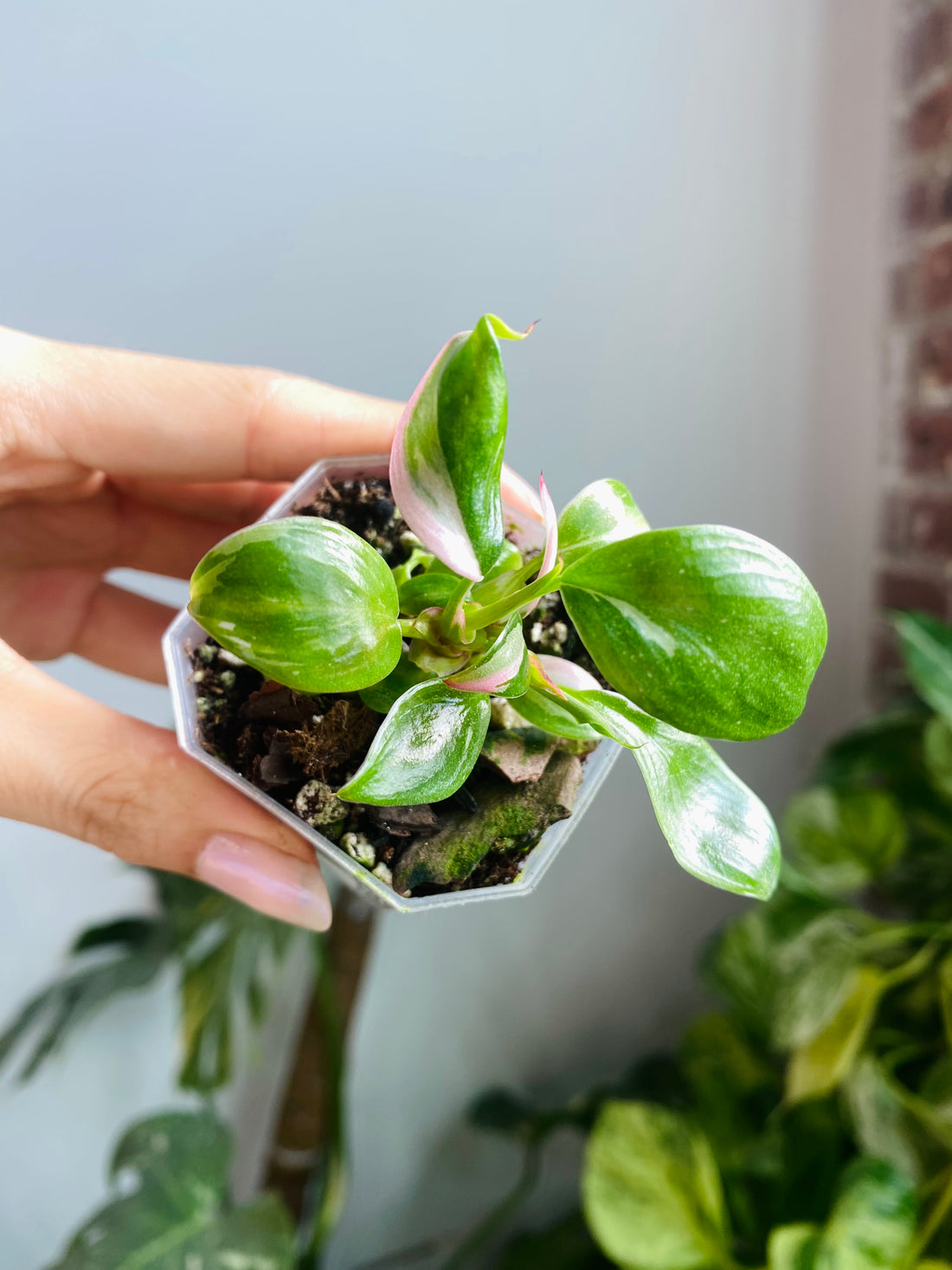 Philodendron White Princess (Pink Var. ) 