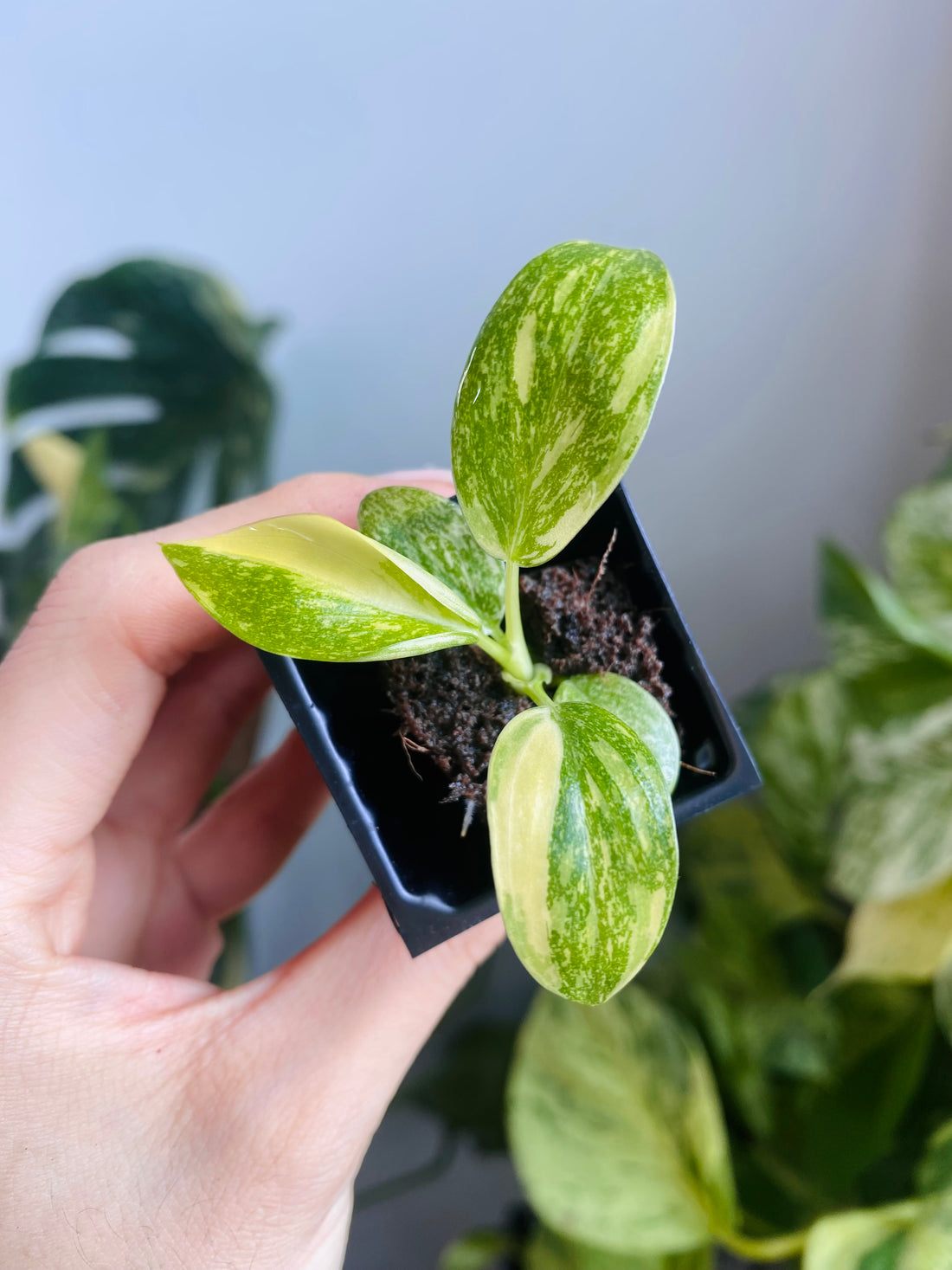 Philodendron Green Congo Nuclear Var. (Grower&