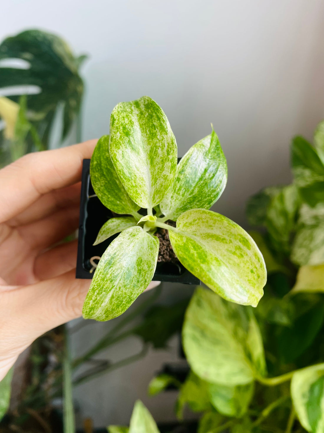 Philodendron Giganteum Blizzard (Grower&