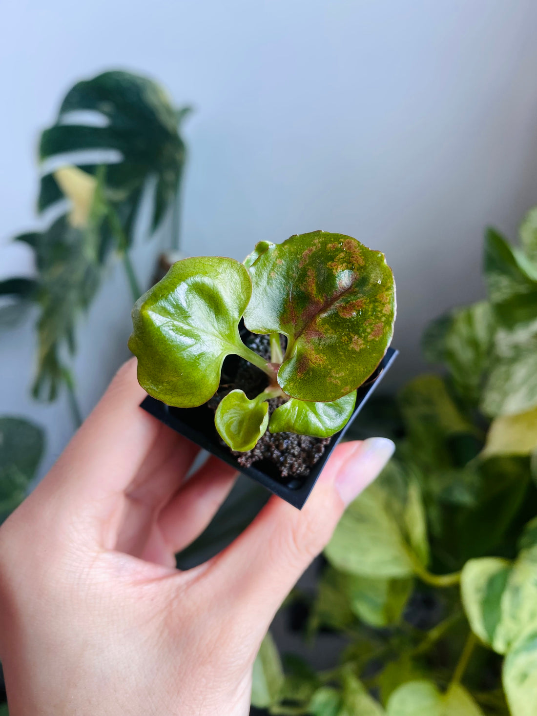 Syngonium Strawberry Ice (Grower&
