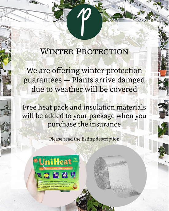 PlantTheStudio Winter Plant Guarantee