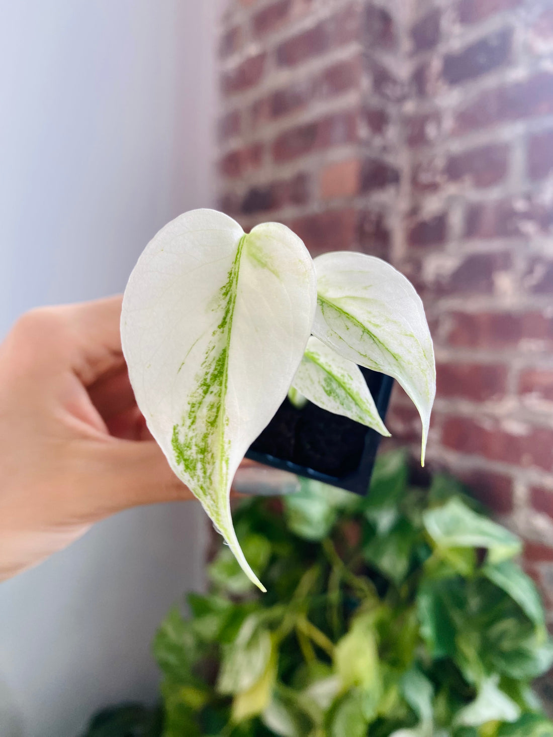 Monstera Deliciosa Mint 