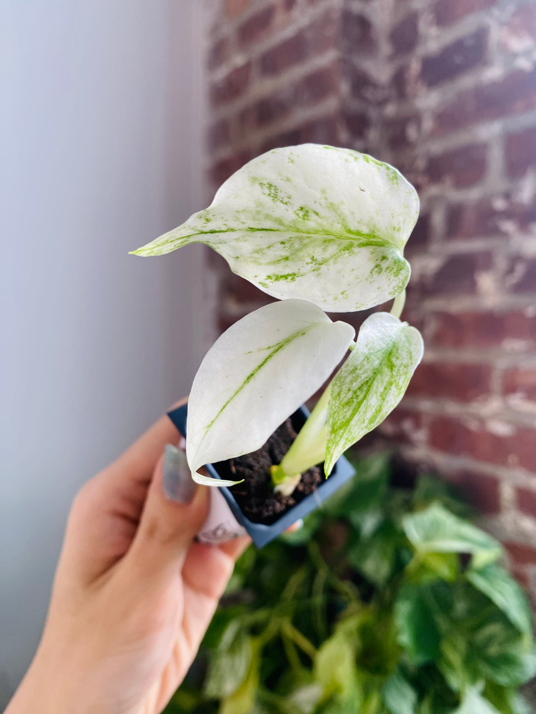 Monstera Deliciosa Mint 