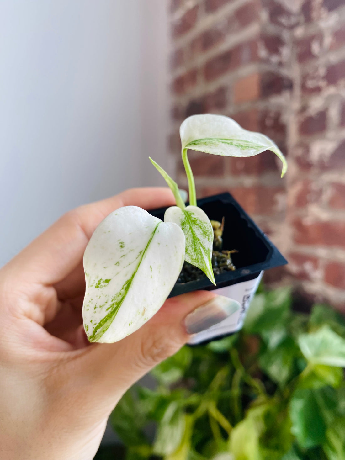 Monstera Deliciosa Mint 