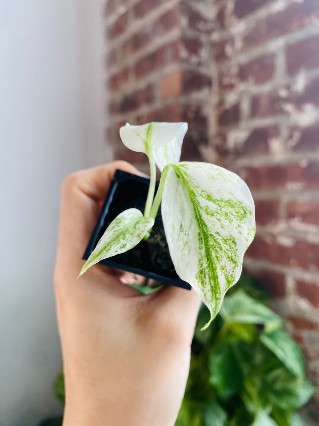 Monstera Deliciosa Mint 