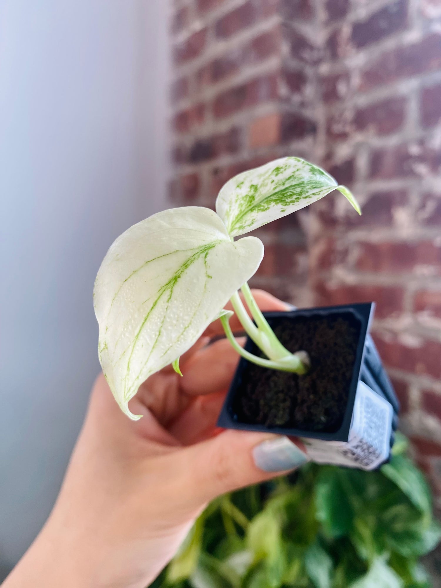 Monstera Deliciosa Mint 