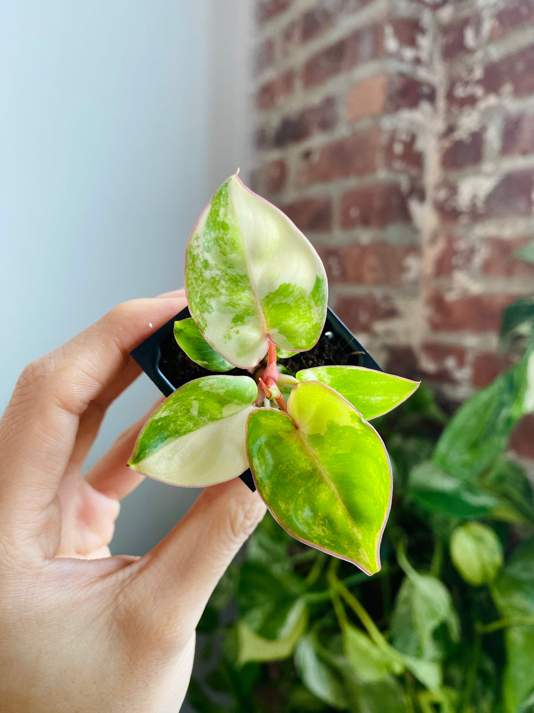 Philodendron Billietiae Variegated 
