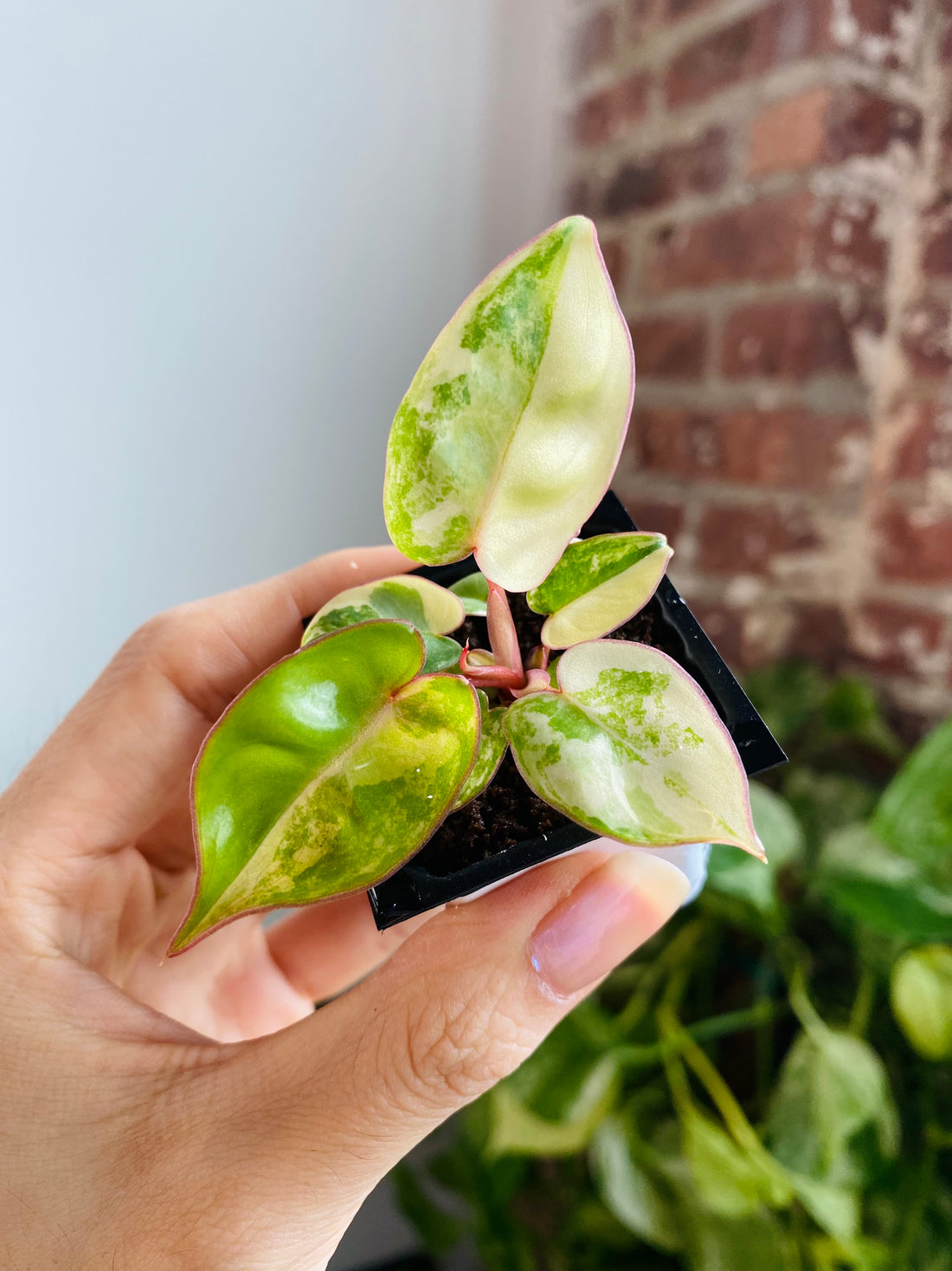 Philodendron Billietiae Variegated 