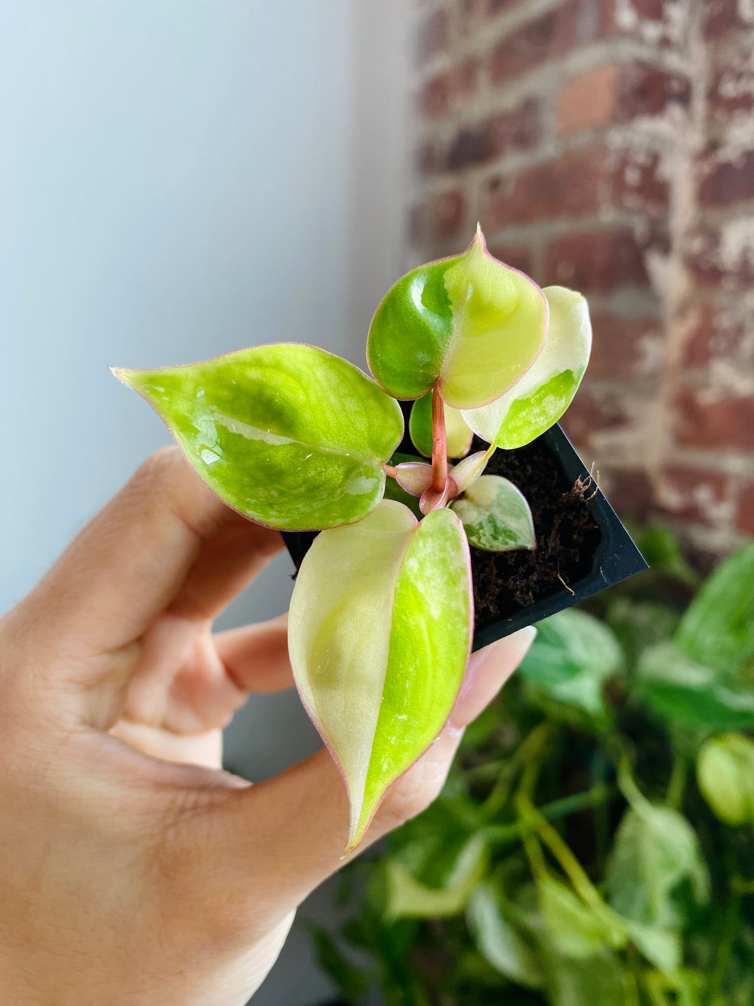 Philodendron Billietiae Variegated 