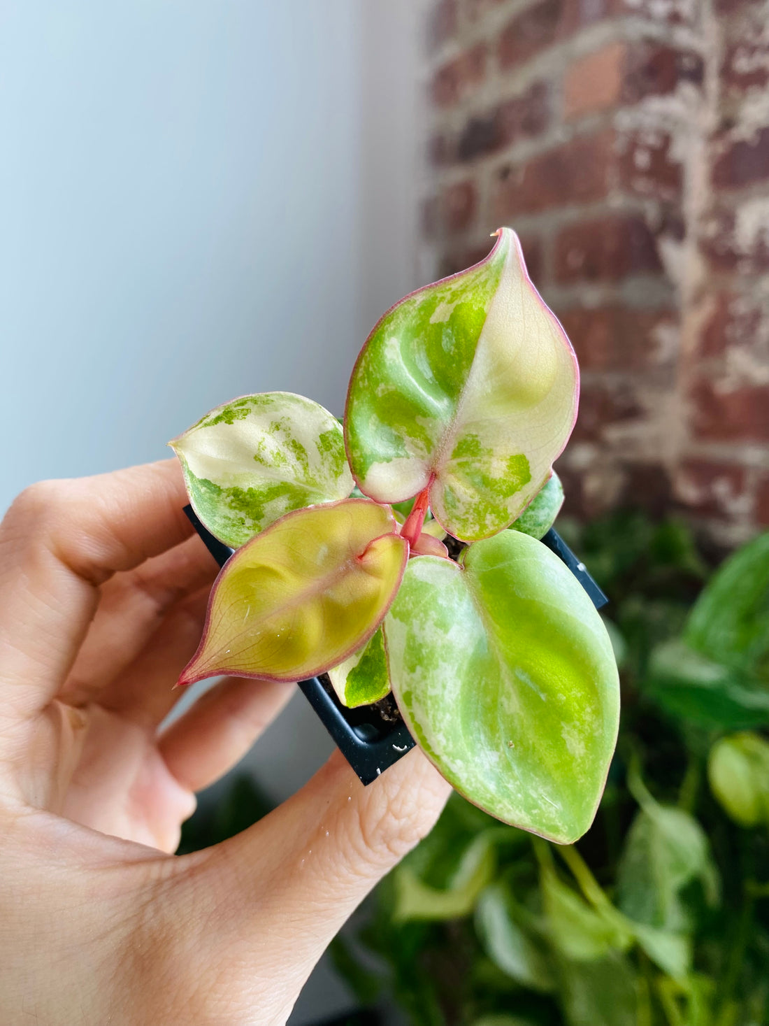 Philodendron Billietiae Variegated 