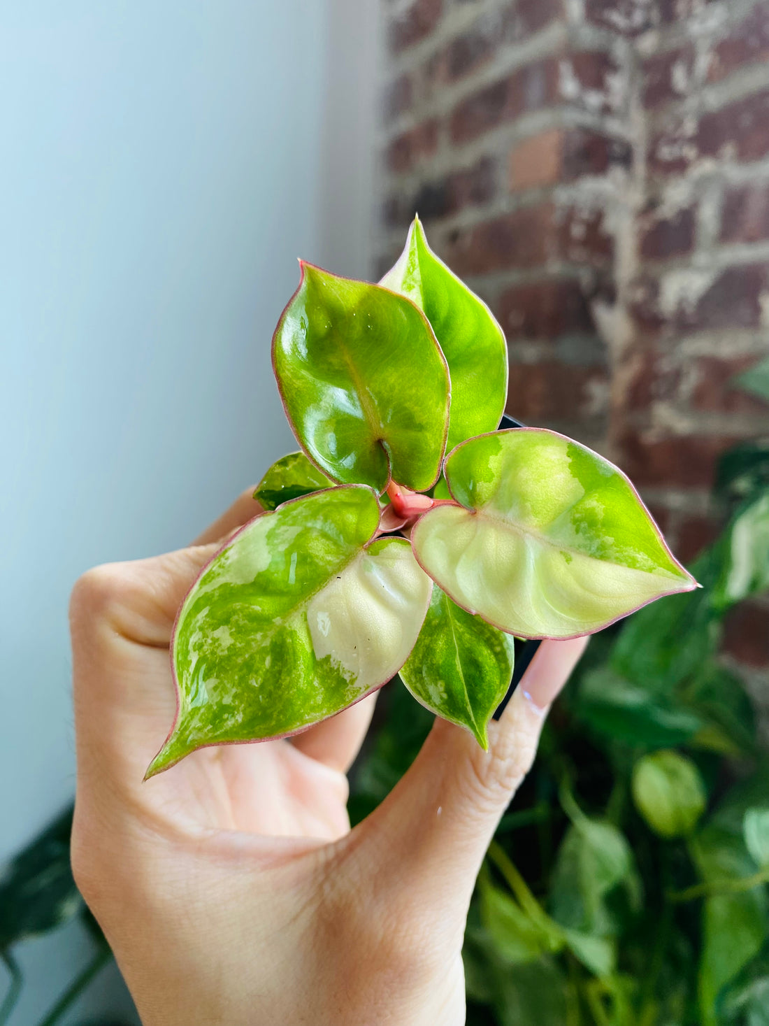 Philodendron Billietiae Variegated 