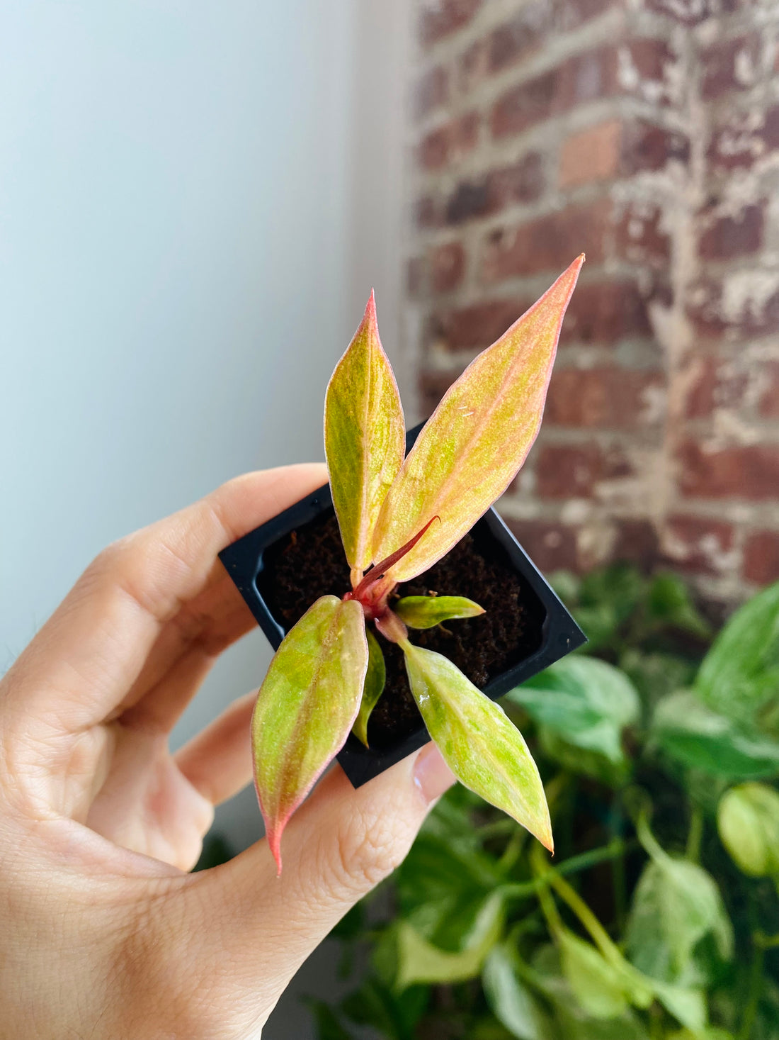 Philodendron Caramel Marble &