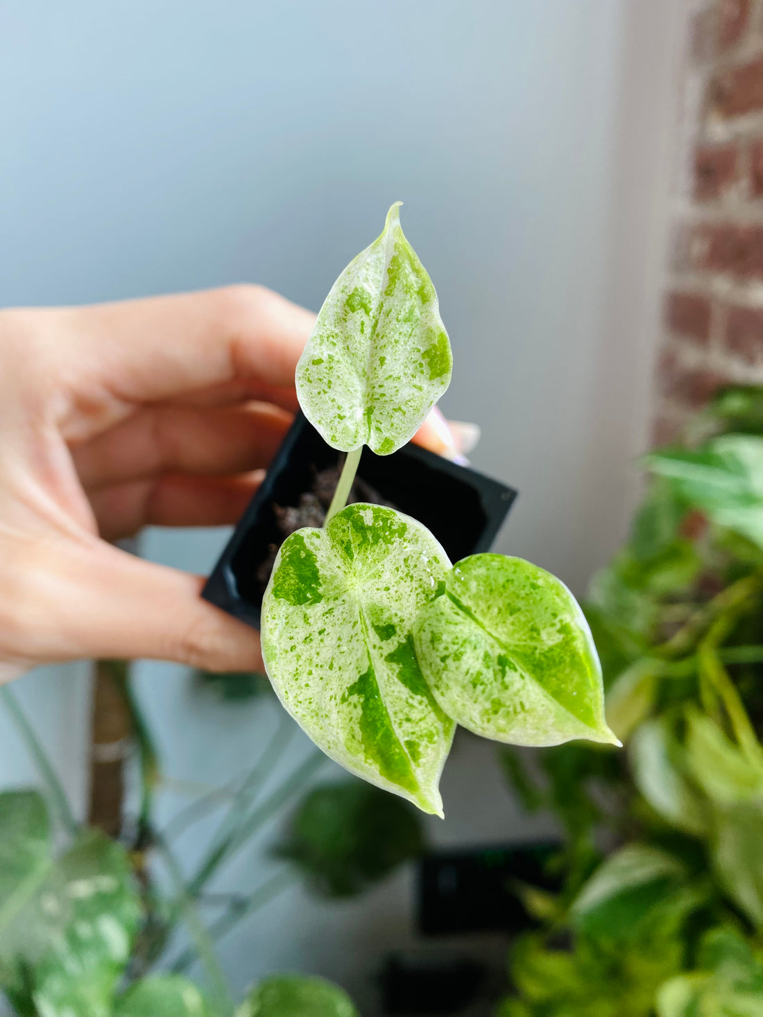 Alocasia Dragon Scale Mint Var. 