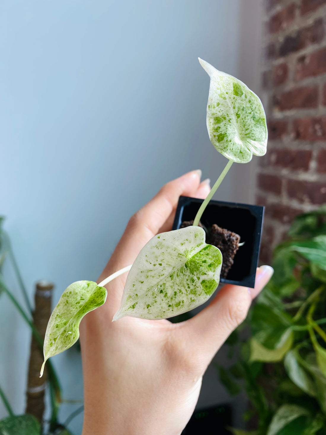 Alocasia Dragon Scale Mint Var. 