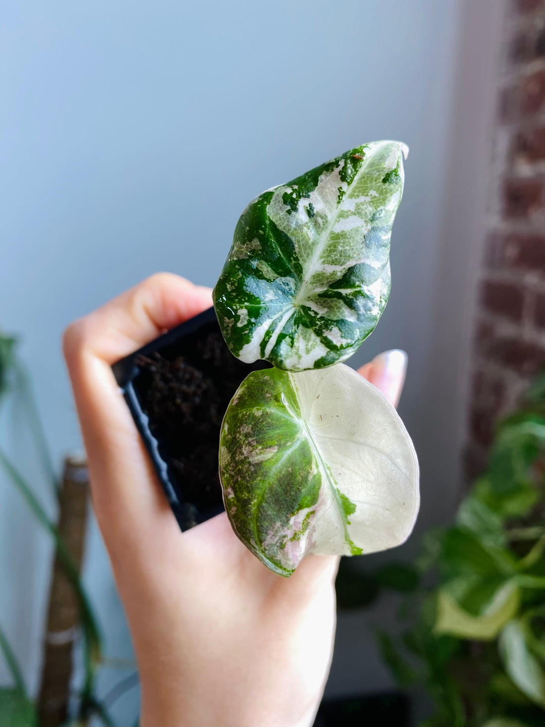 Alocasia Pink Black Velvet Var. 