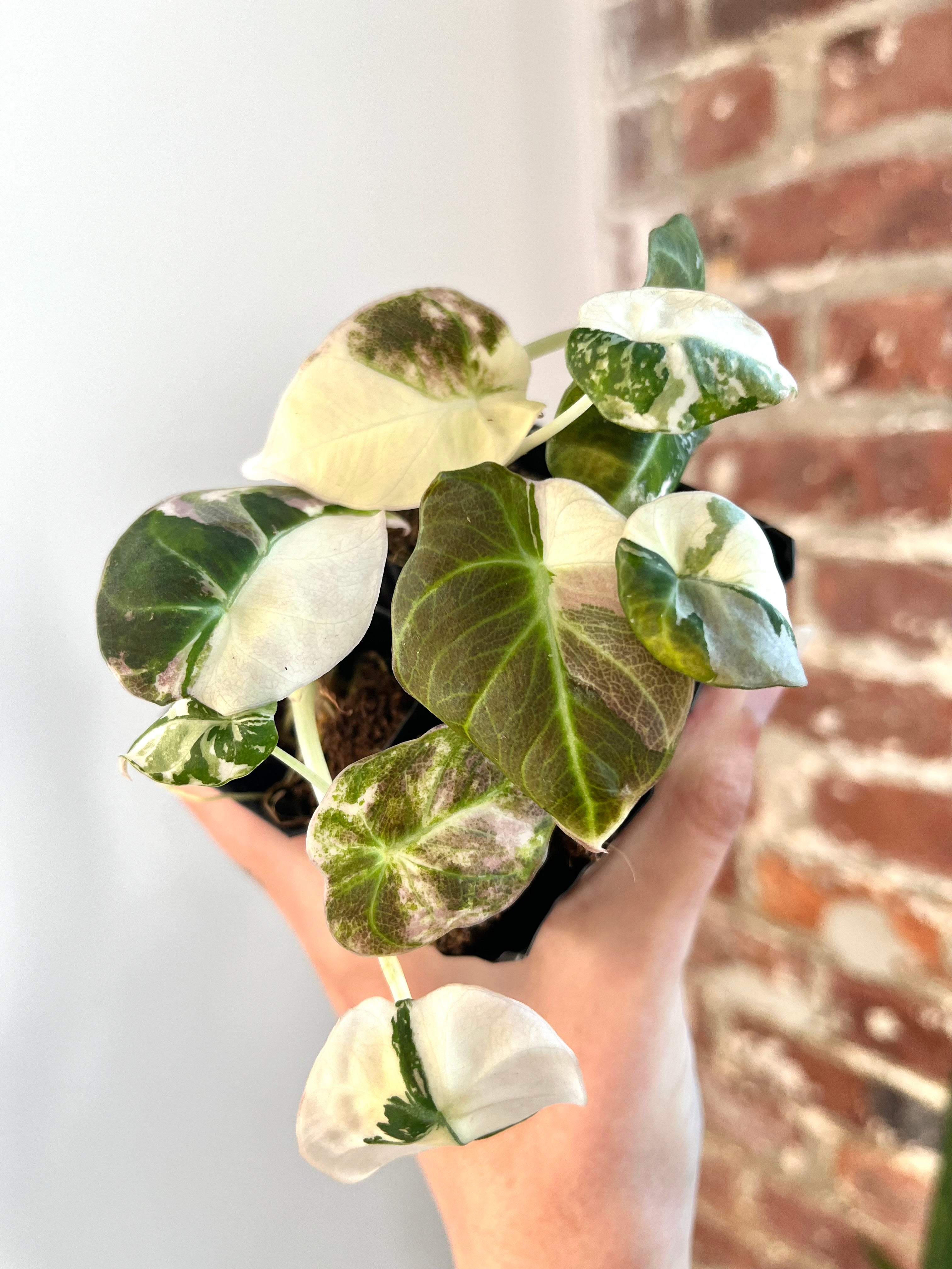 Products – Page 3 – PlantTheStudio