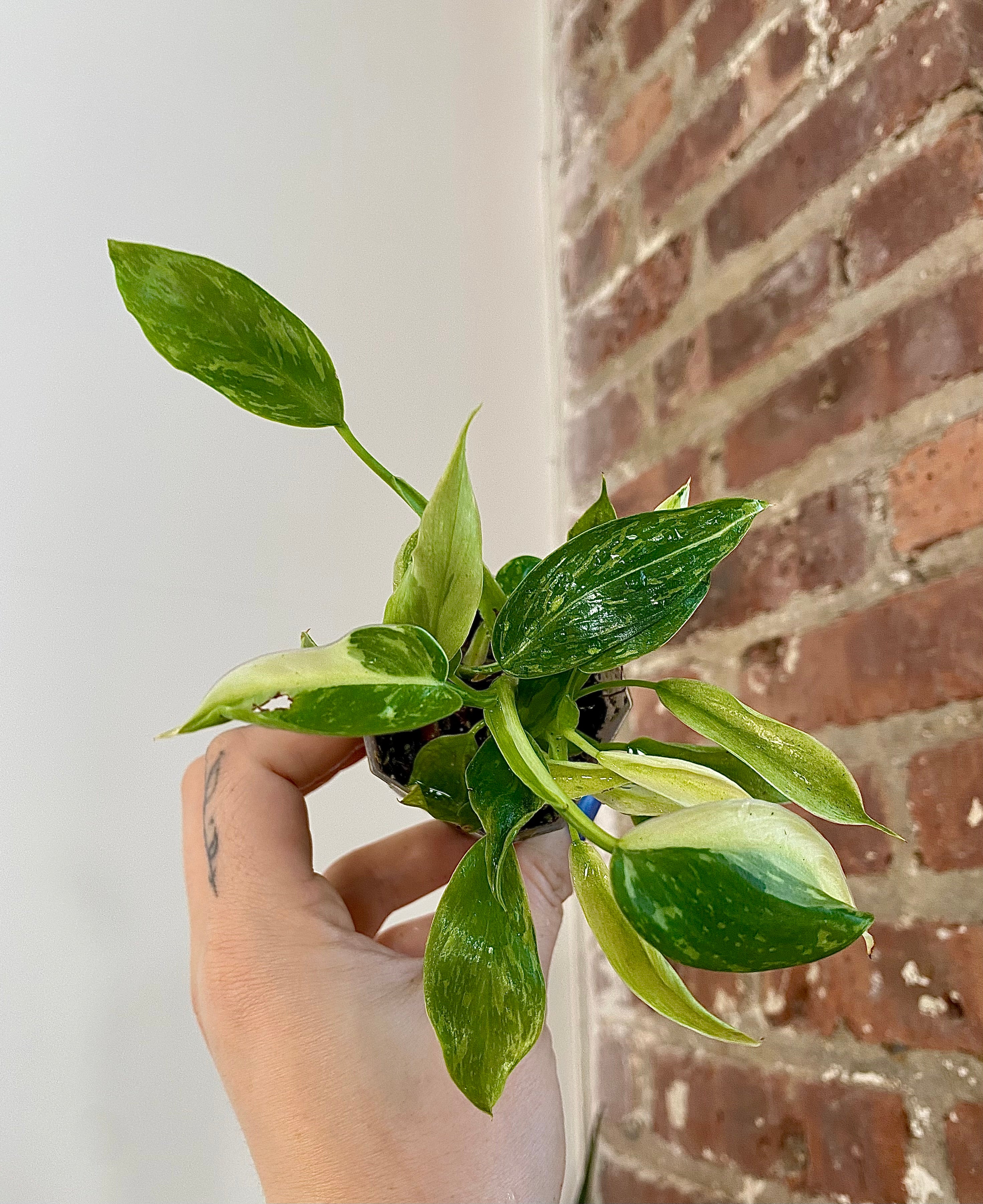 Philodendron Jose Buono (Grower’s Choice, potted)