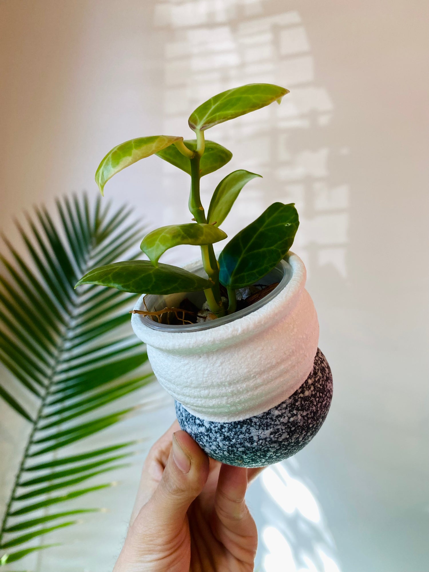 white indoor planter with drainage White Ceramic Planter with Drainage #4