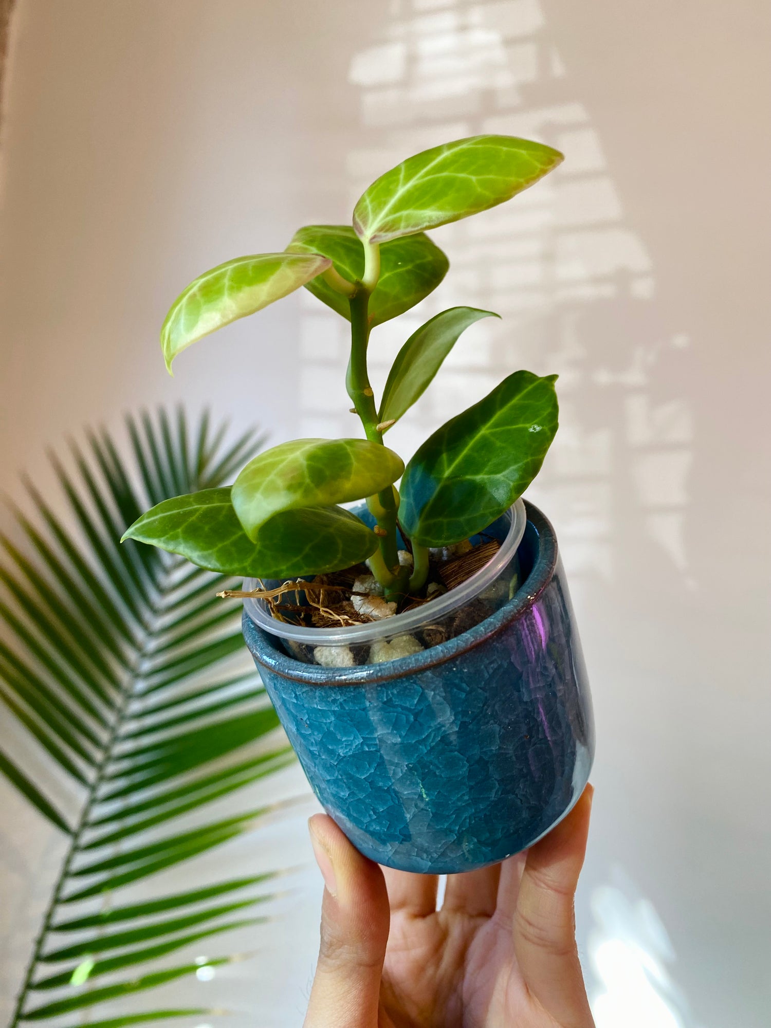 blue indoor planter Light Blue Ceramic Planter with Drainage #2