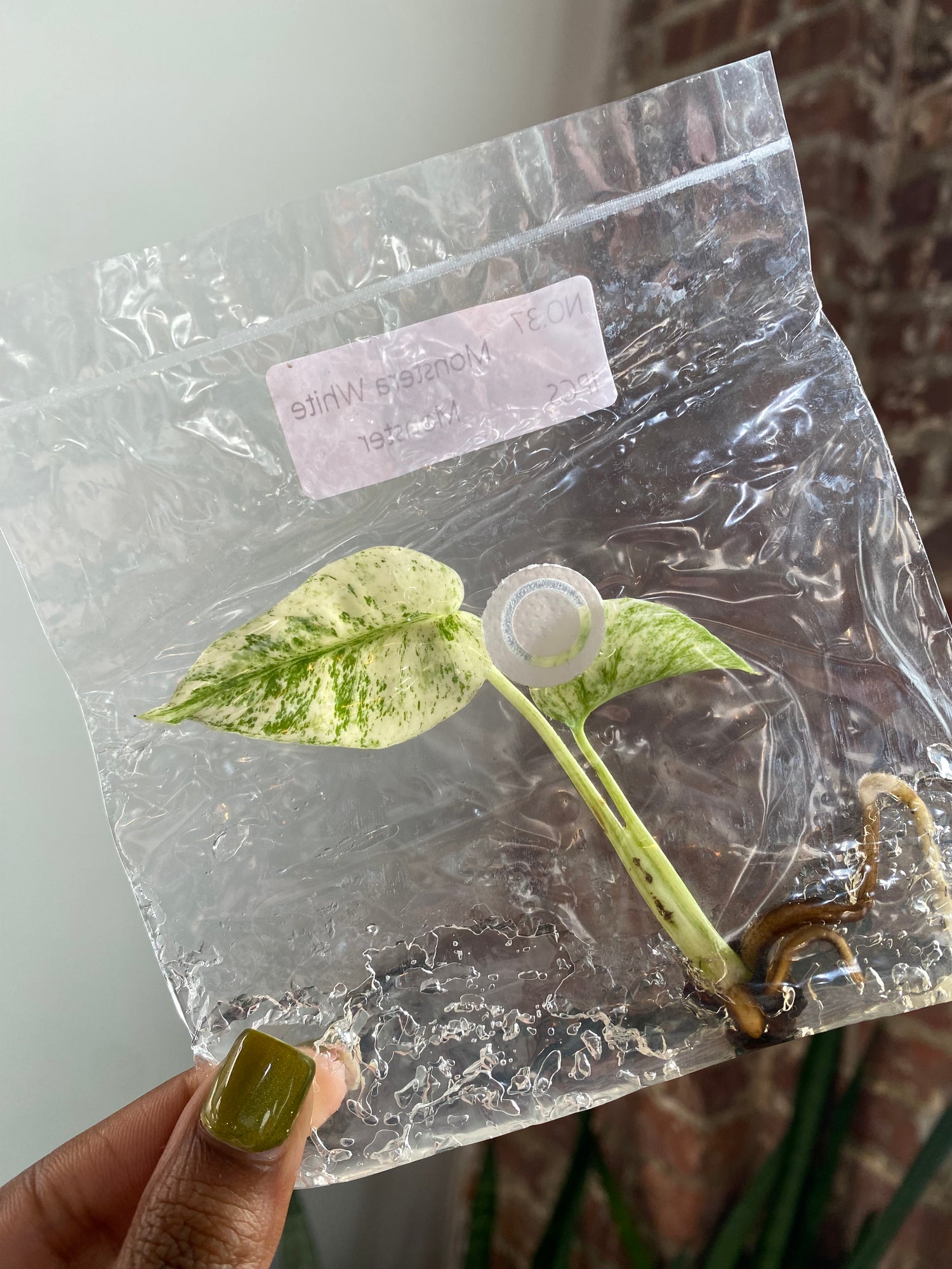 Monstera White Monster (Grower&