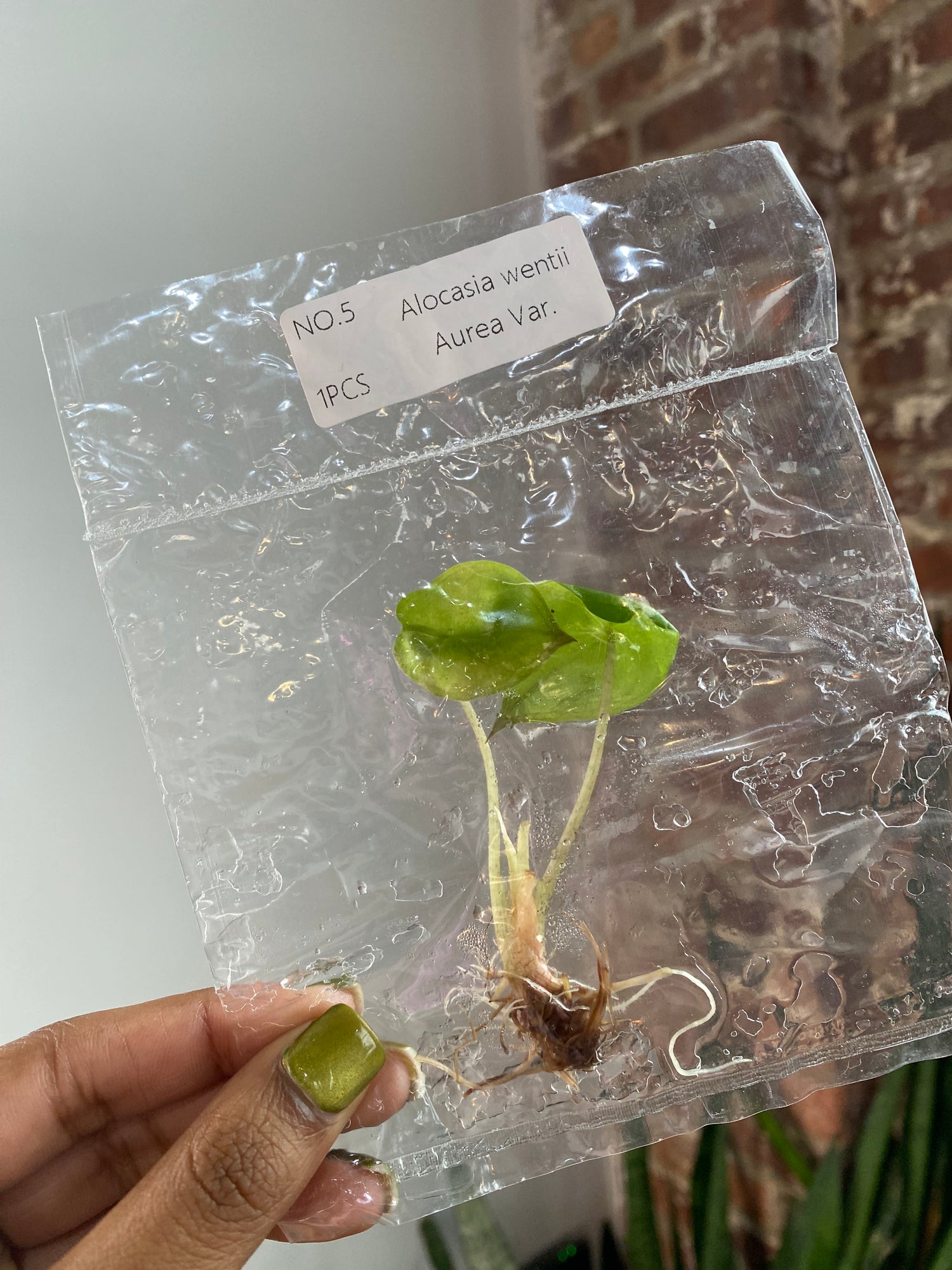 Alocasia Wentii Aurea (Grower&