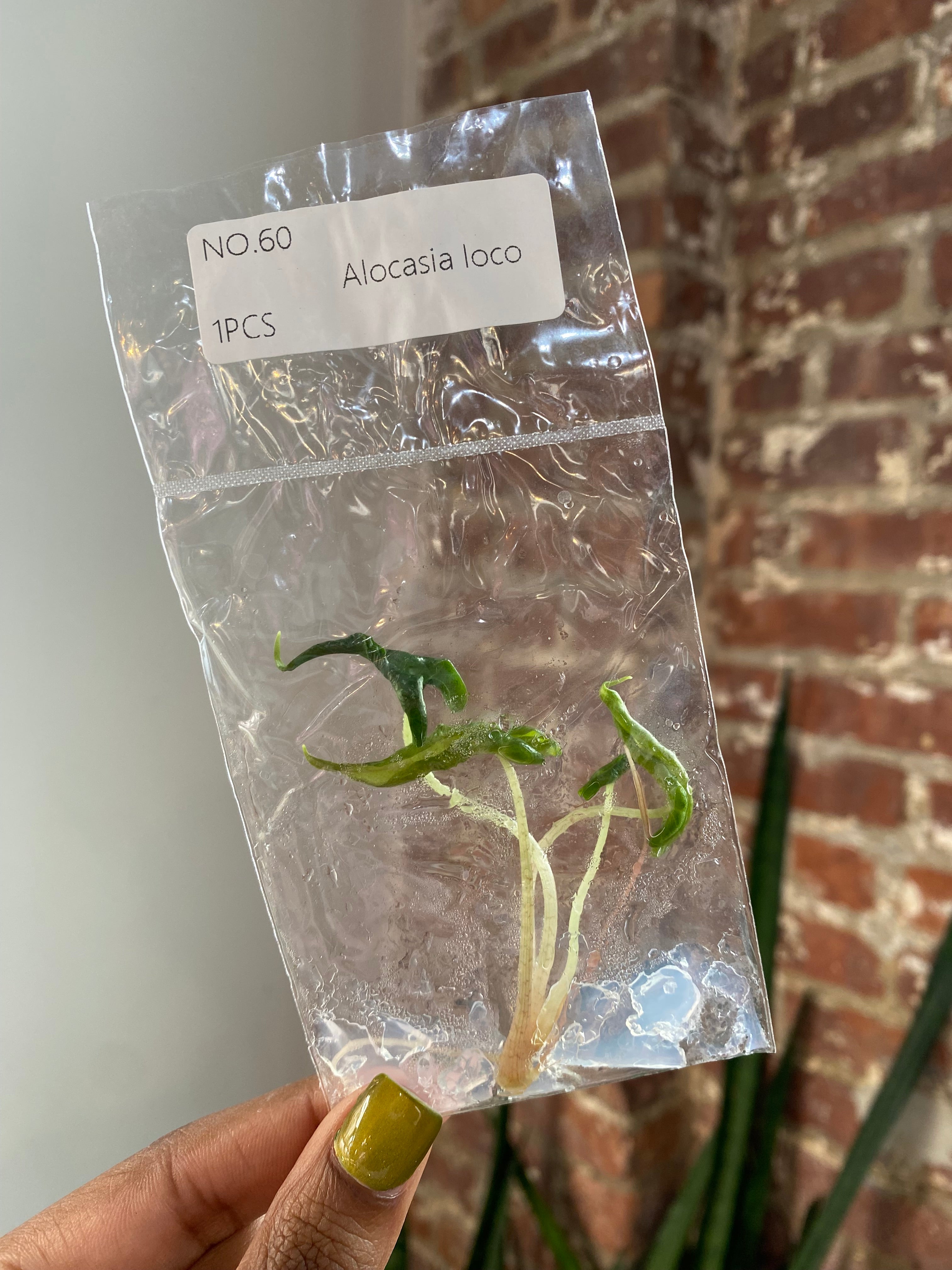 Alocasia Loco (Grower&