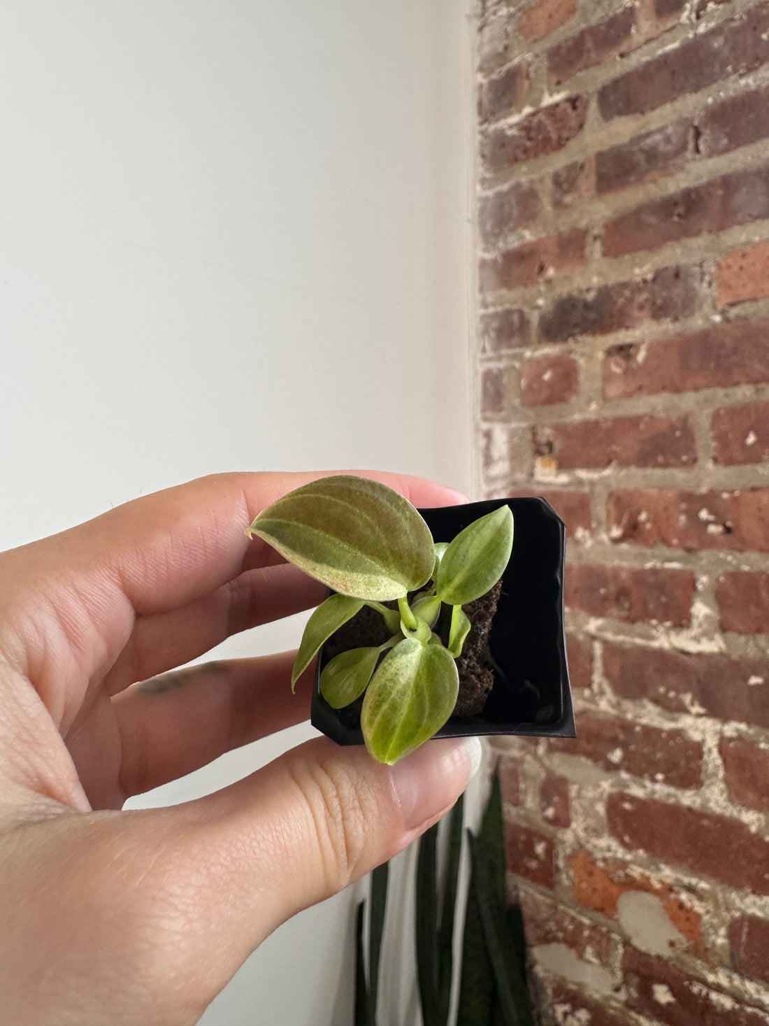 Philodendron Melanochrysum Orange 7095