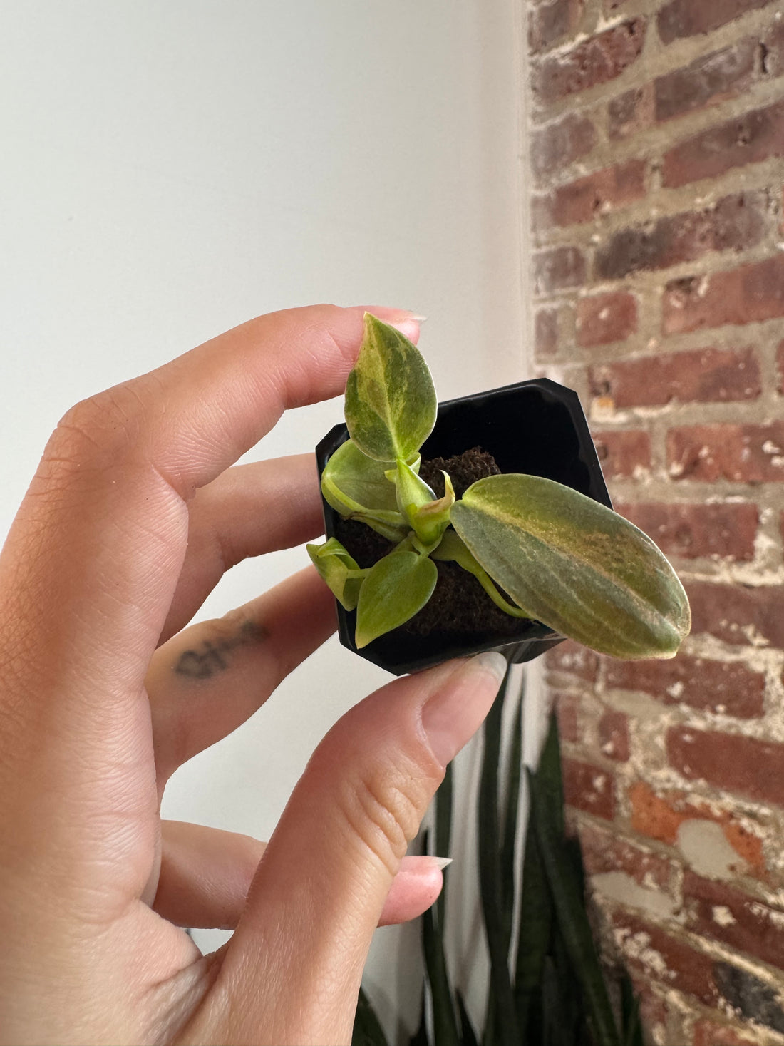 Philodendron Melanochrysum Orange 7096