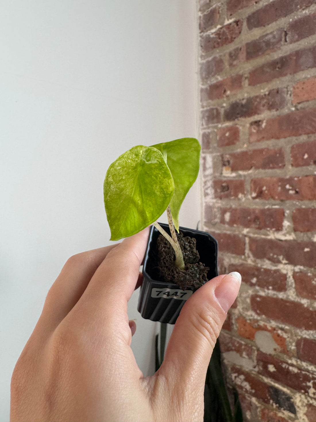 Alocasia Odora Batik 7447