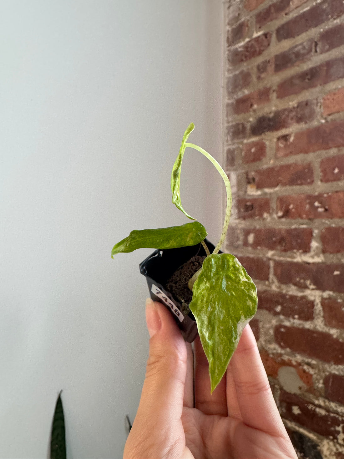 Alocasia Odora Batik 7448