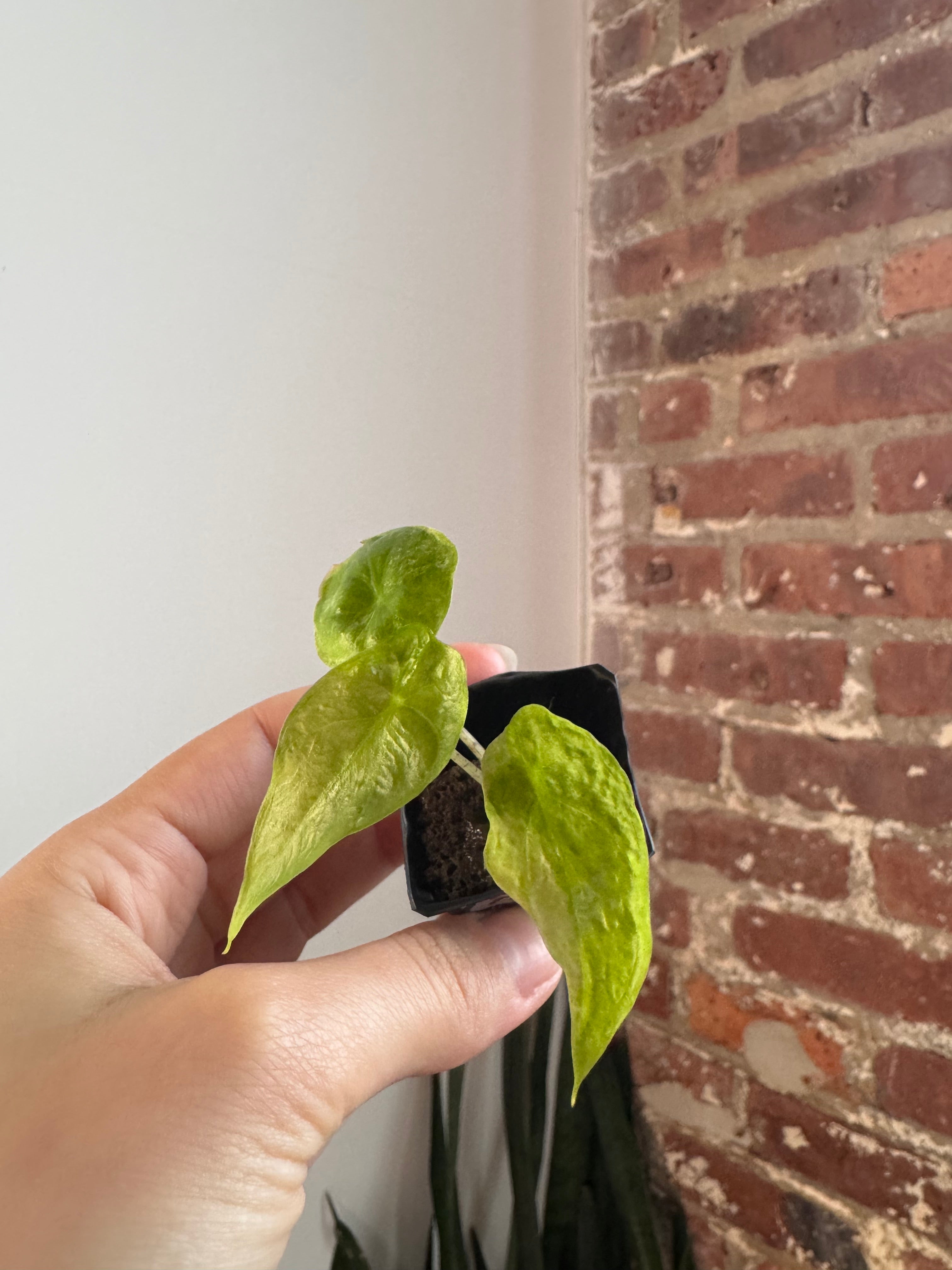 Alocasia Odora Batik 7449