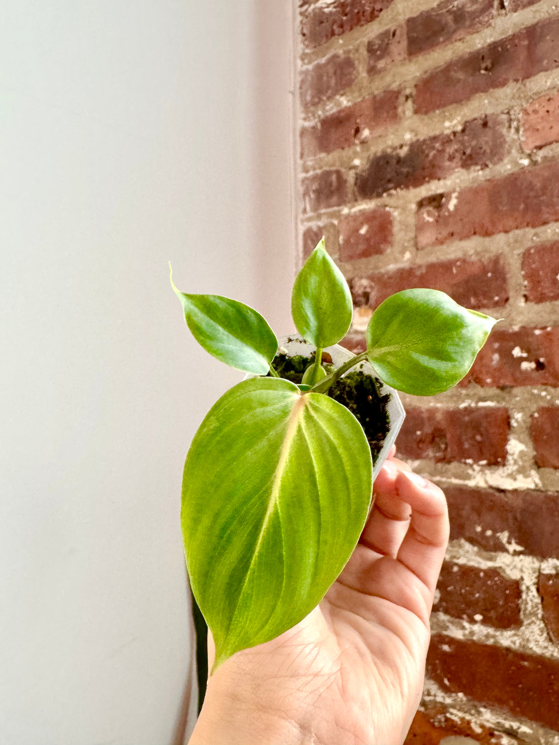 Philodendron Gloriosum Darkform Potted(Grower&