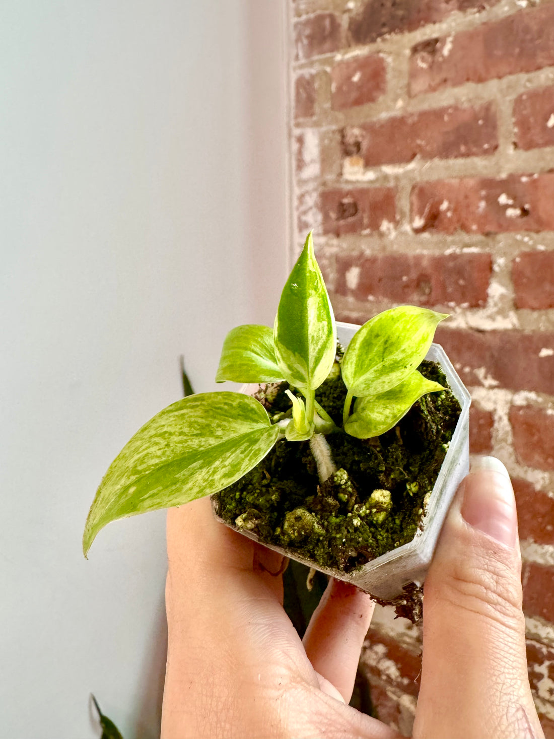 Philodendron Var. Heartleaf Potted(Grower&