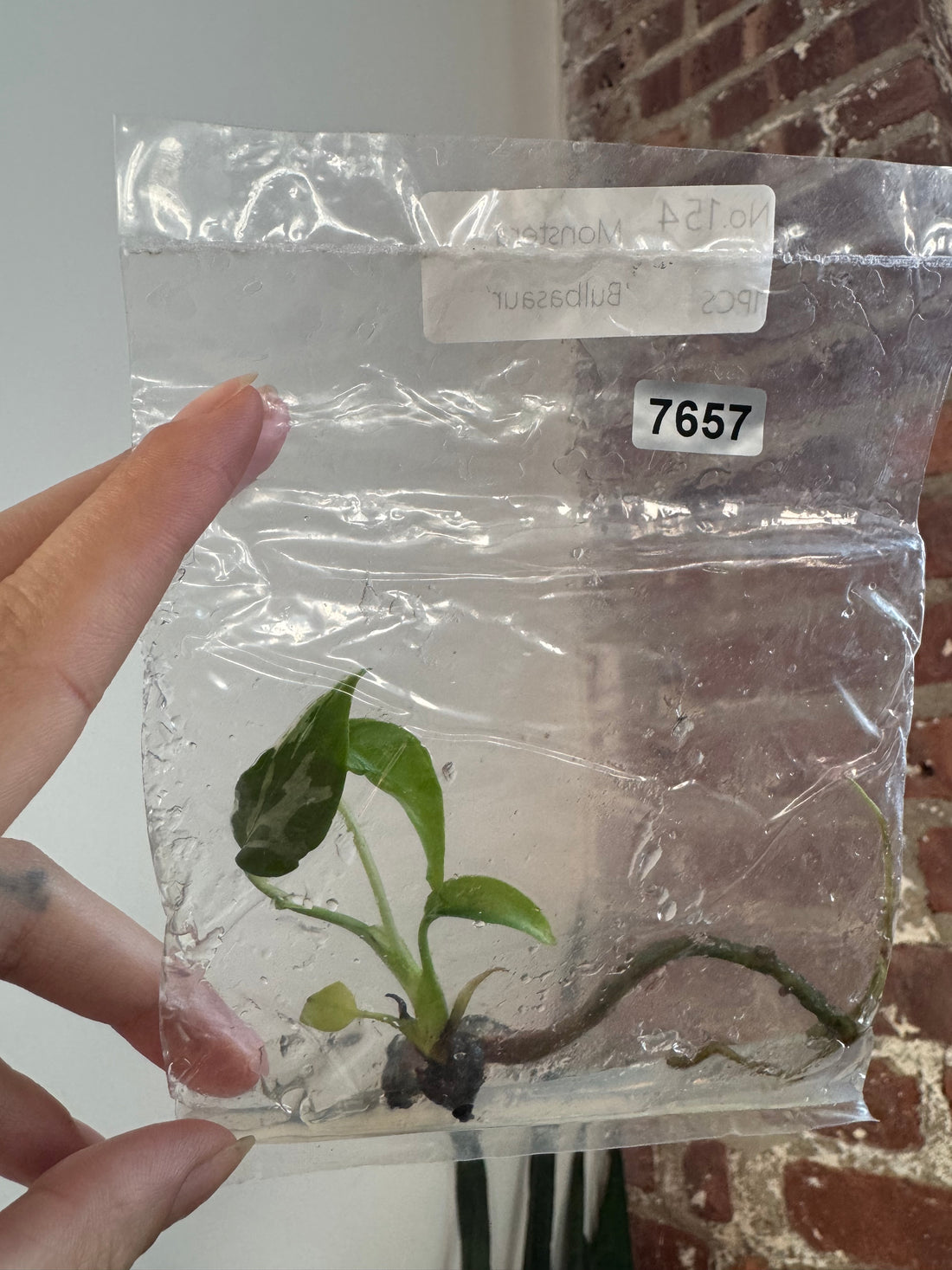 Monstera Bulbasaur TCS 7657