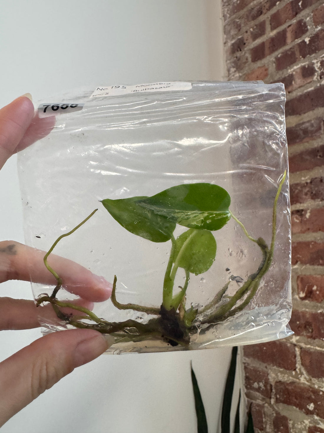 Monstera Bulbasaur TCS 7658