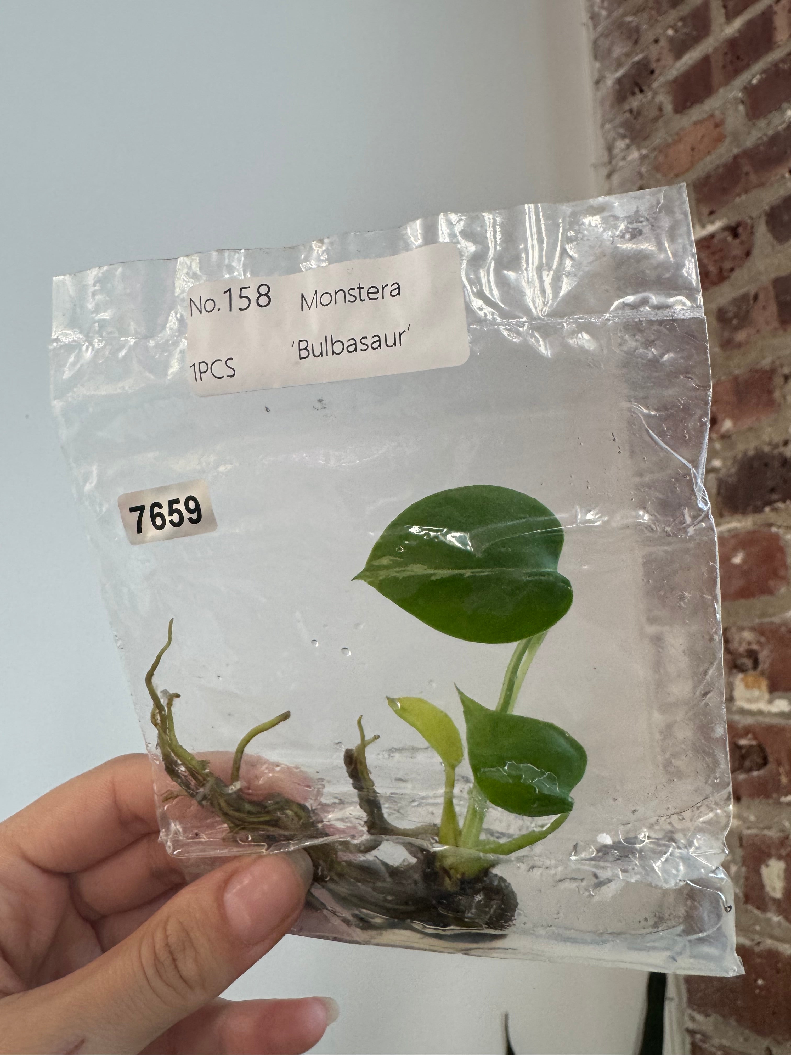 Monstera Bulbasaur TCS 7659