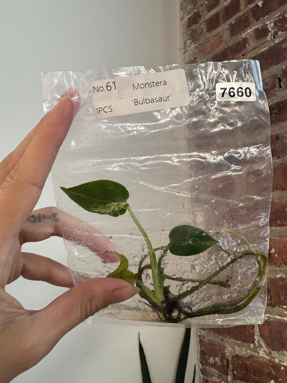 Monstera Bulbasaur TCS 7660