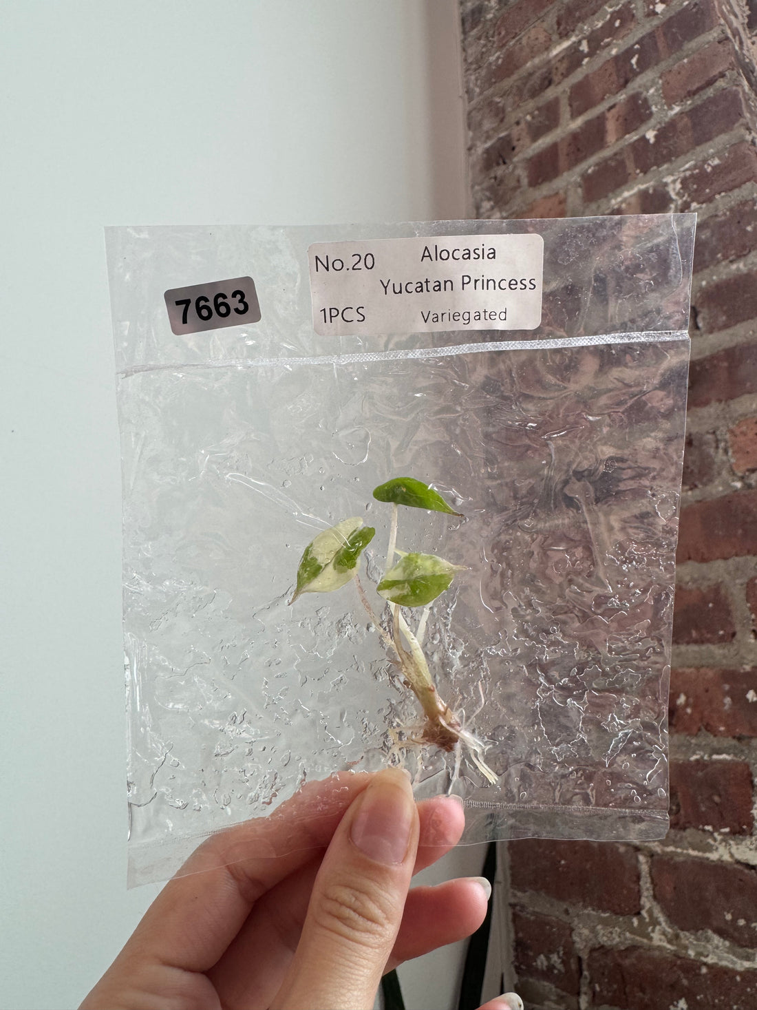 Alocasia Yucatan Princess Var. Albo TCS 7663