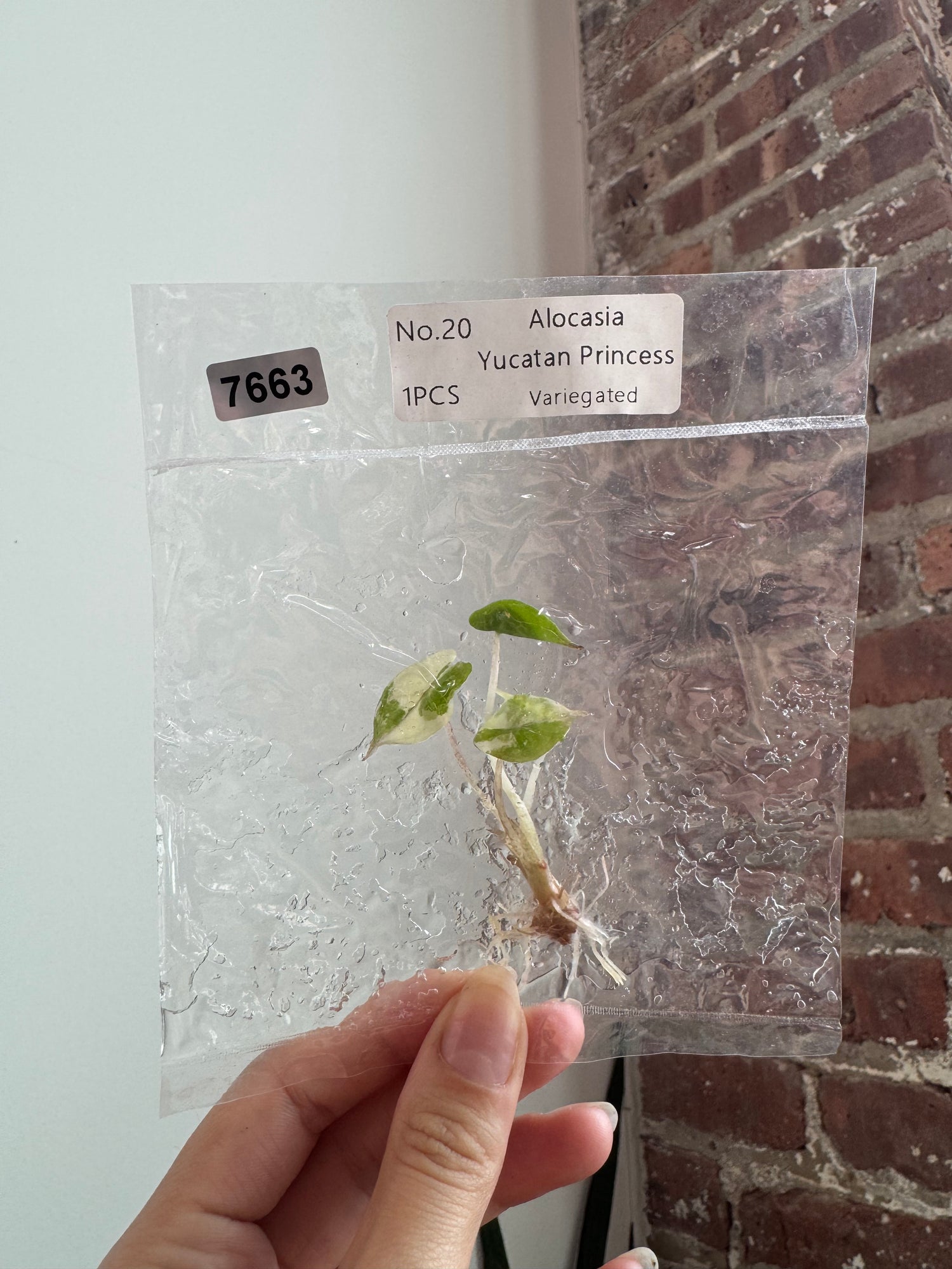 Alocasia Yucatan Princess Var. Albo TCS 7663