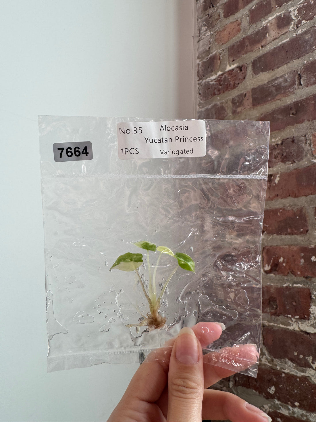 Alocasia Yucatan Princess Var. Albo TCS 7664