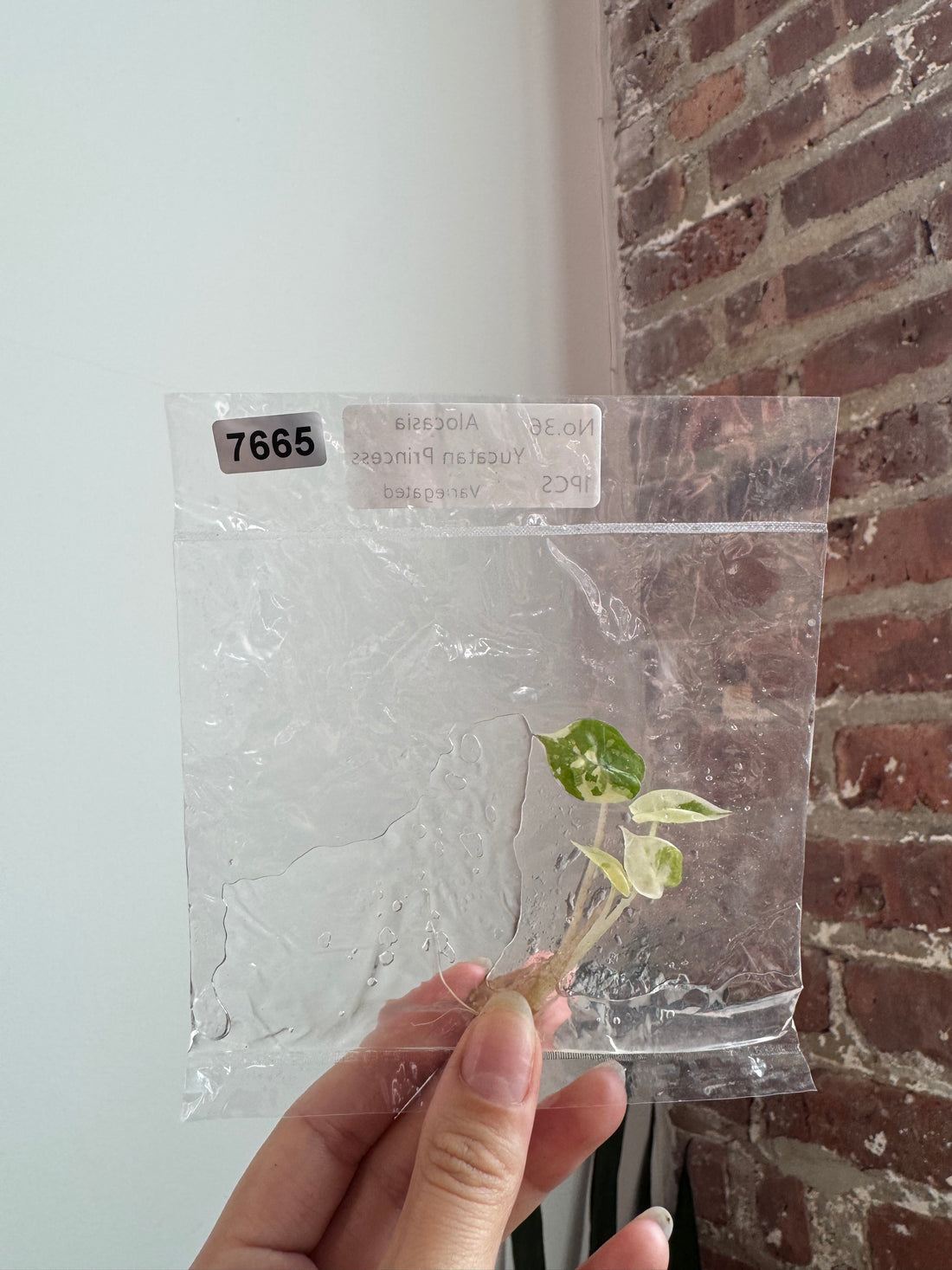 Alocasia Yucatan Princess Var. Albo TCS 7665