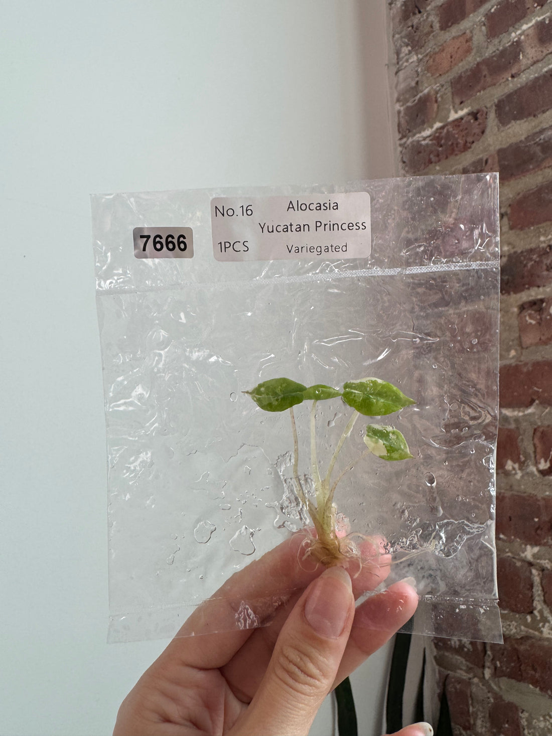 Alocasia Yucatan Princess Var. Albo TCS 7666