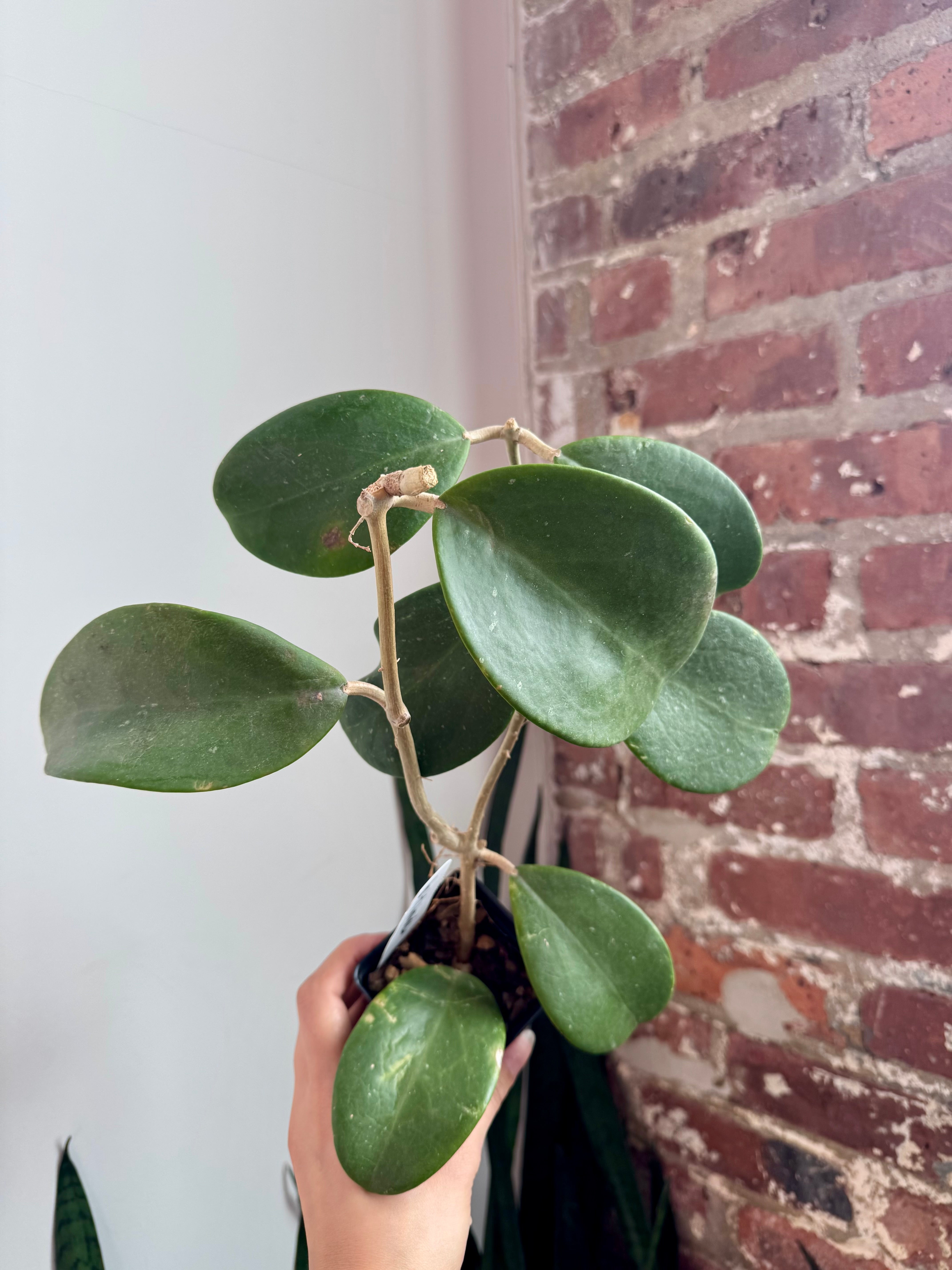 In-stock Hoya – PlantTheStudio