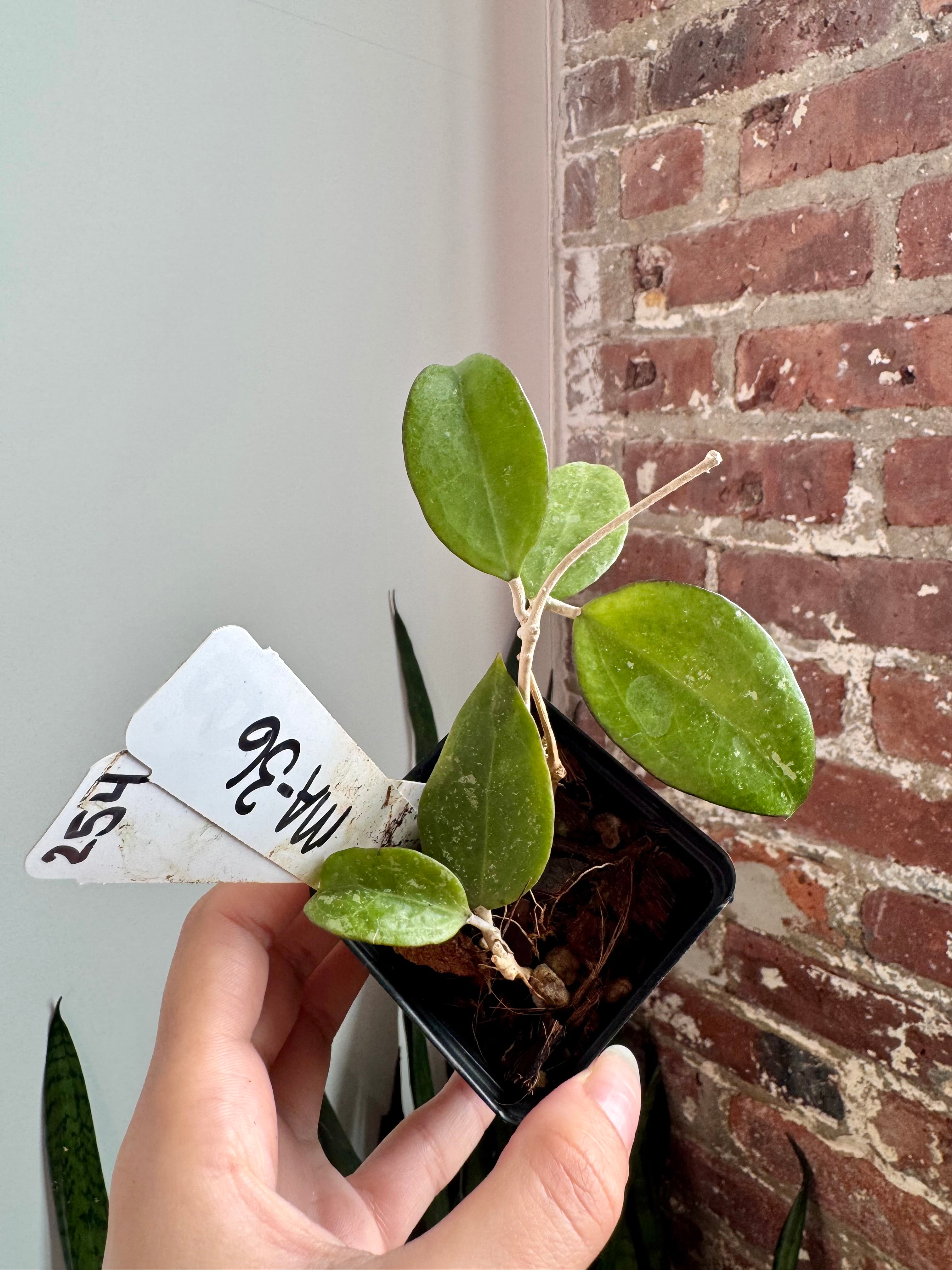 Hoya MA-36 7916