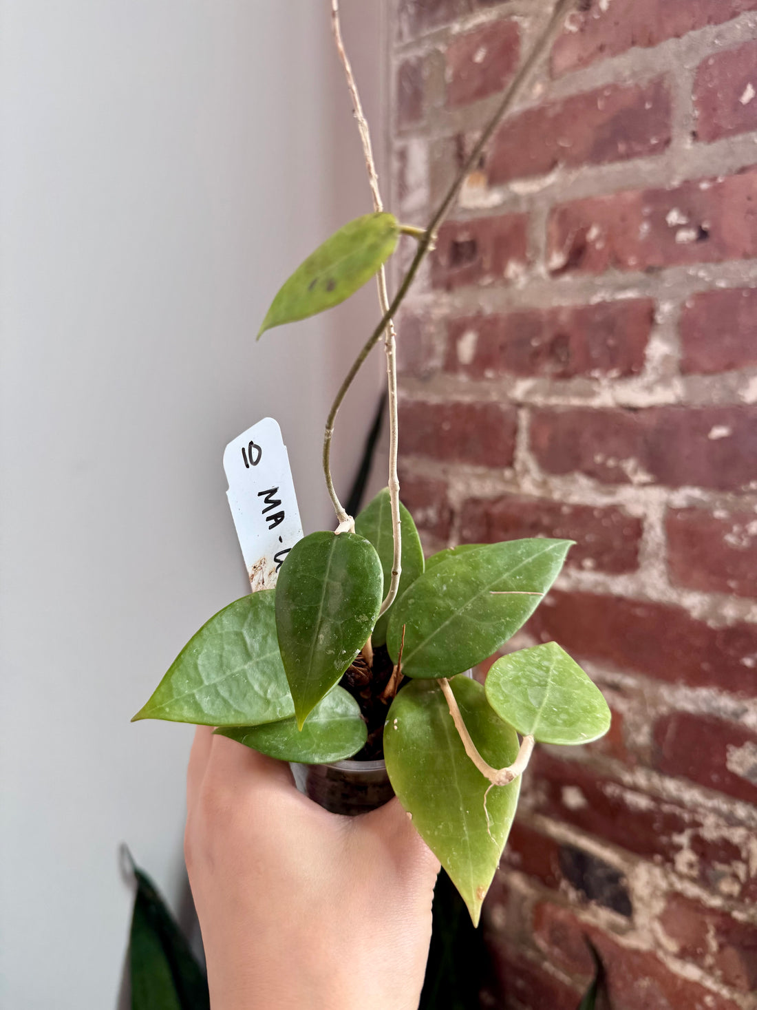 Hoya MA-Unknown 10 7917