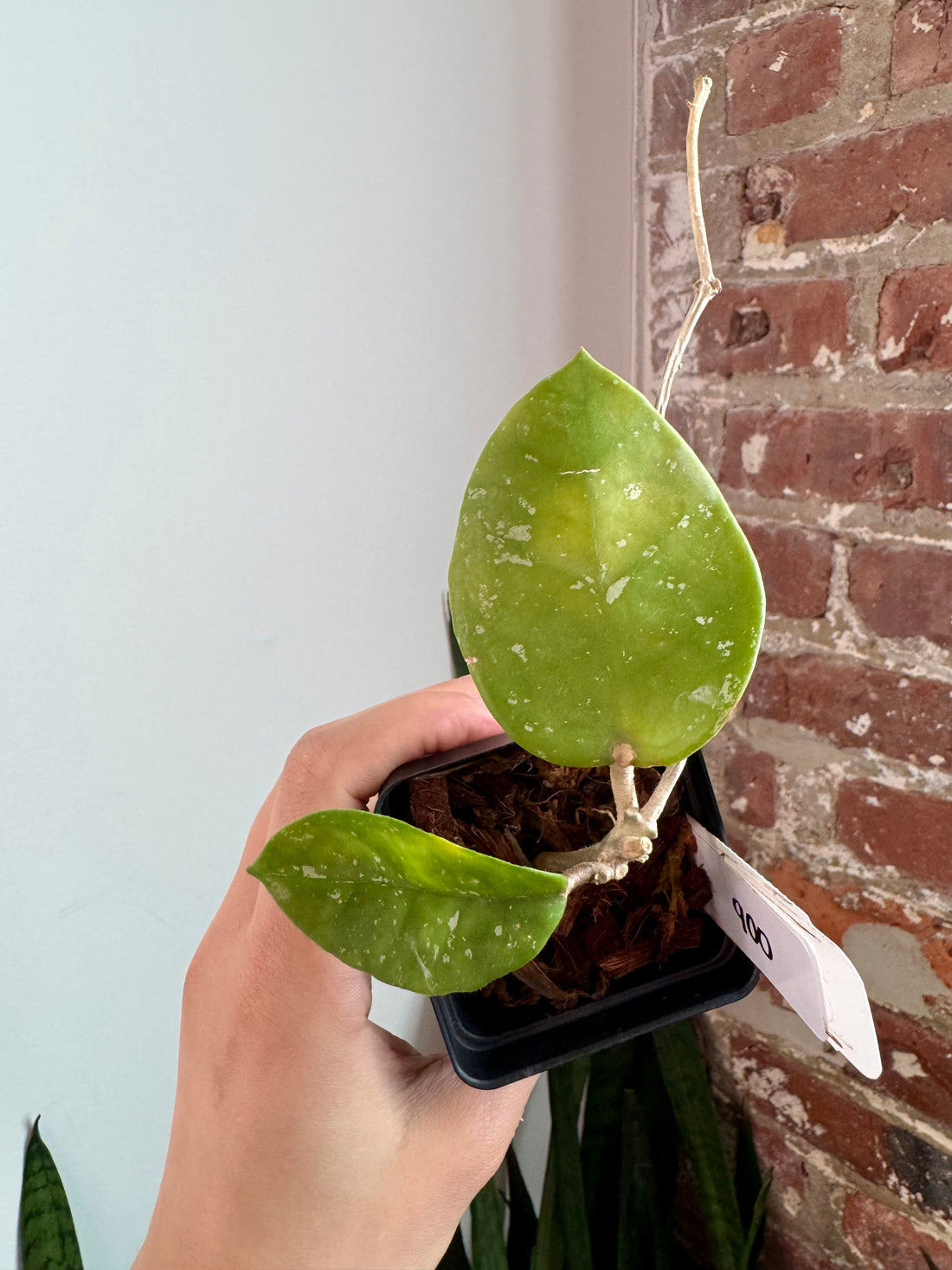 Hoya Carnosa Freckles 7921