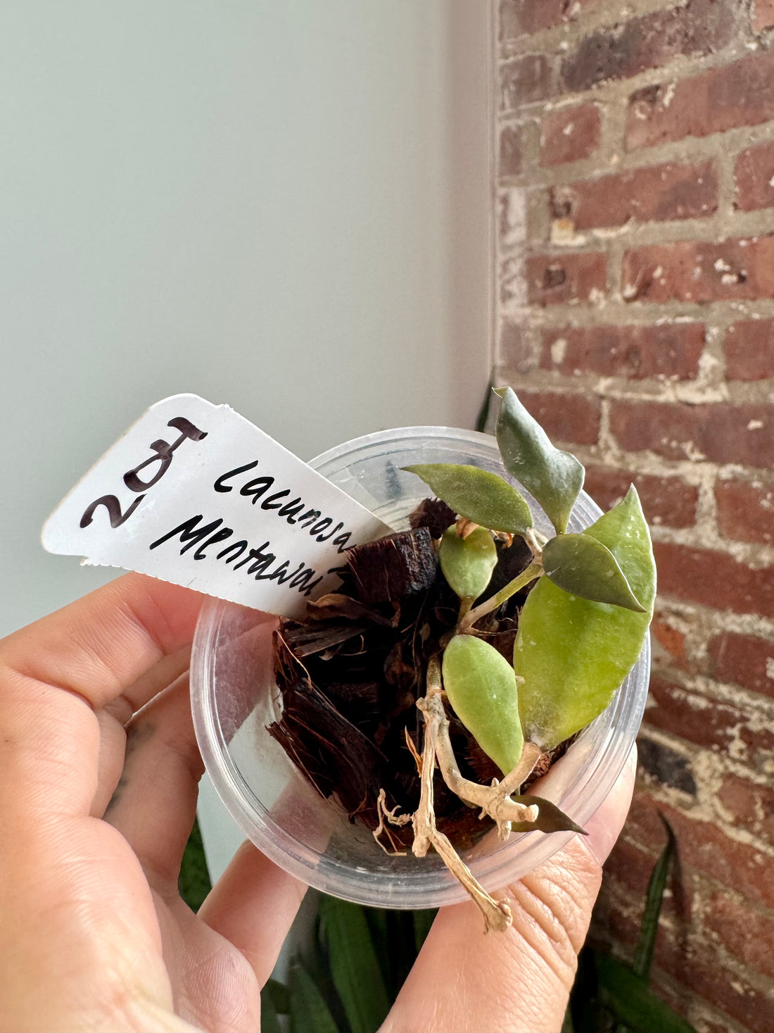 Hoya Lacunosa Mentawai 7922