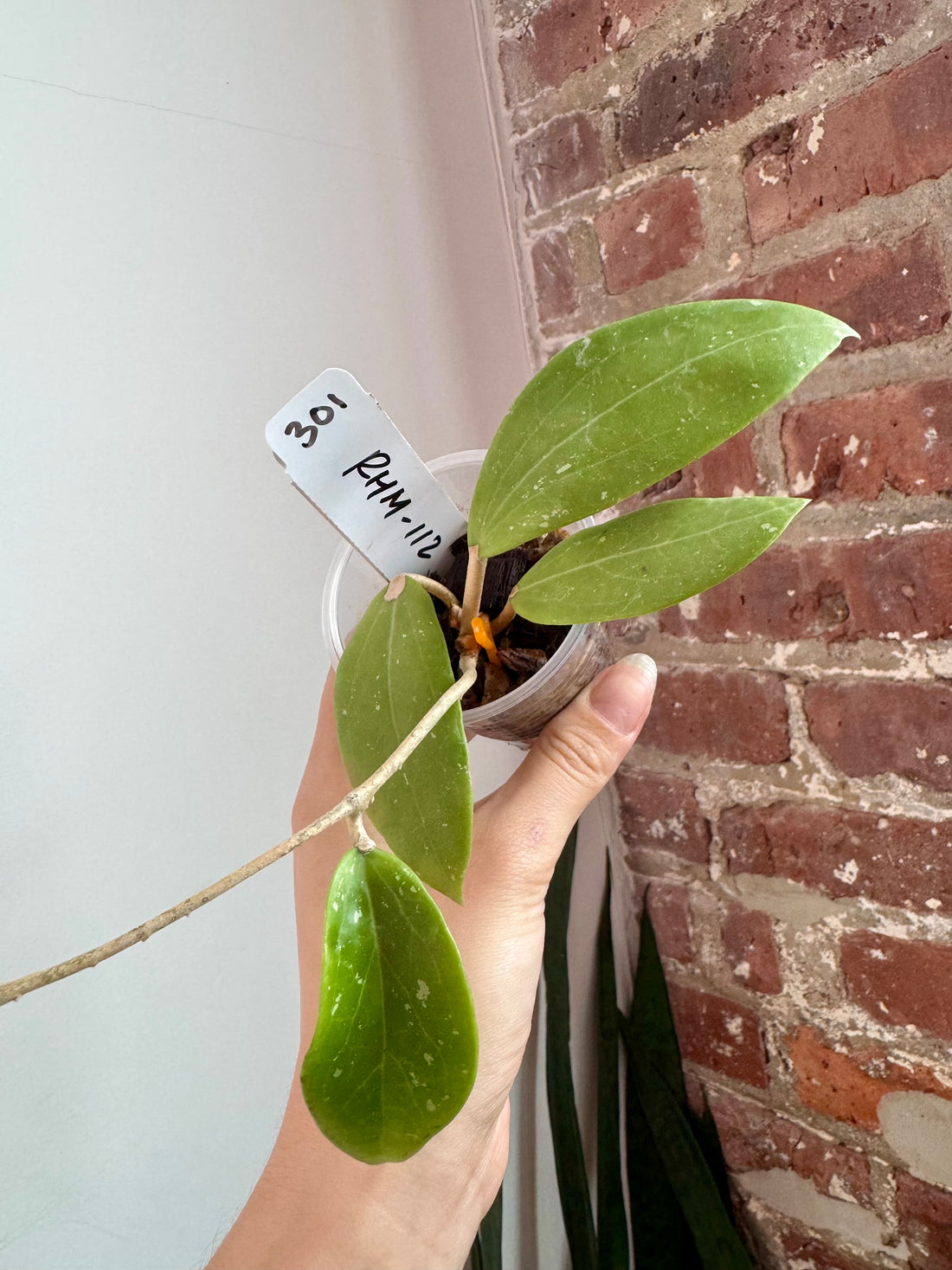 Hoya RHM-112 7924